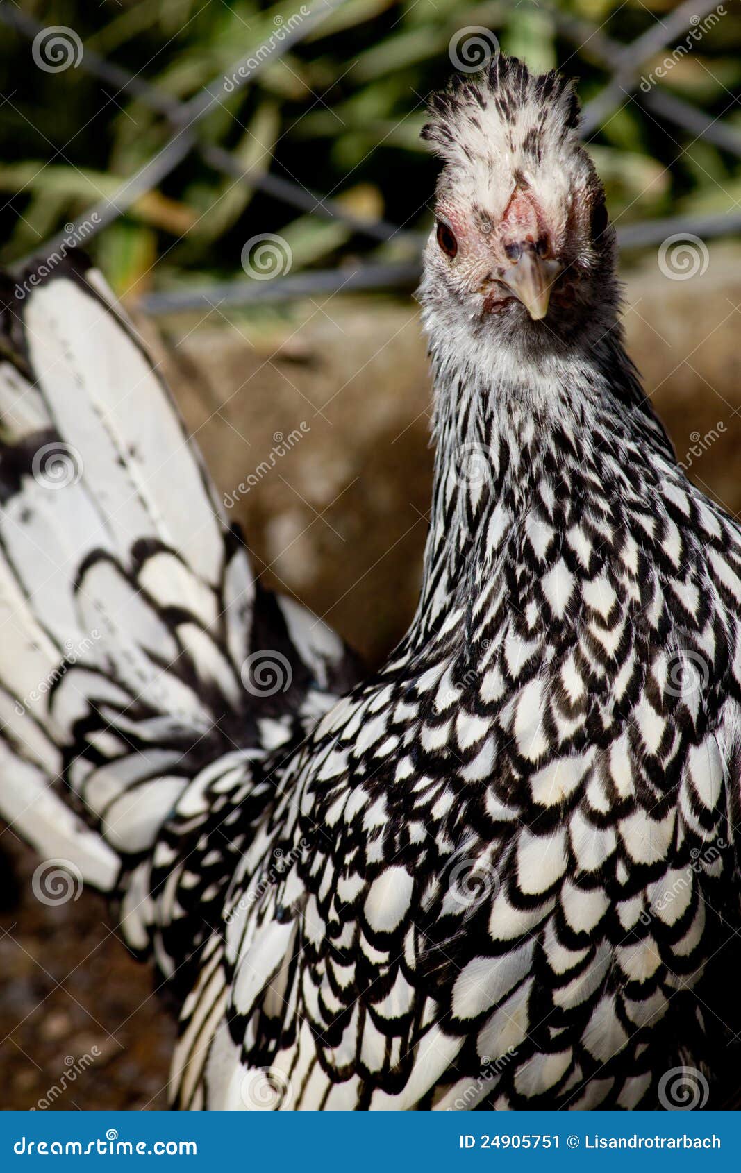 Black and White chicken stock image. Image of feather - 24905751