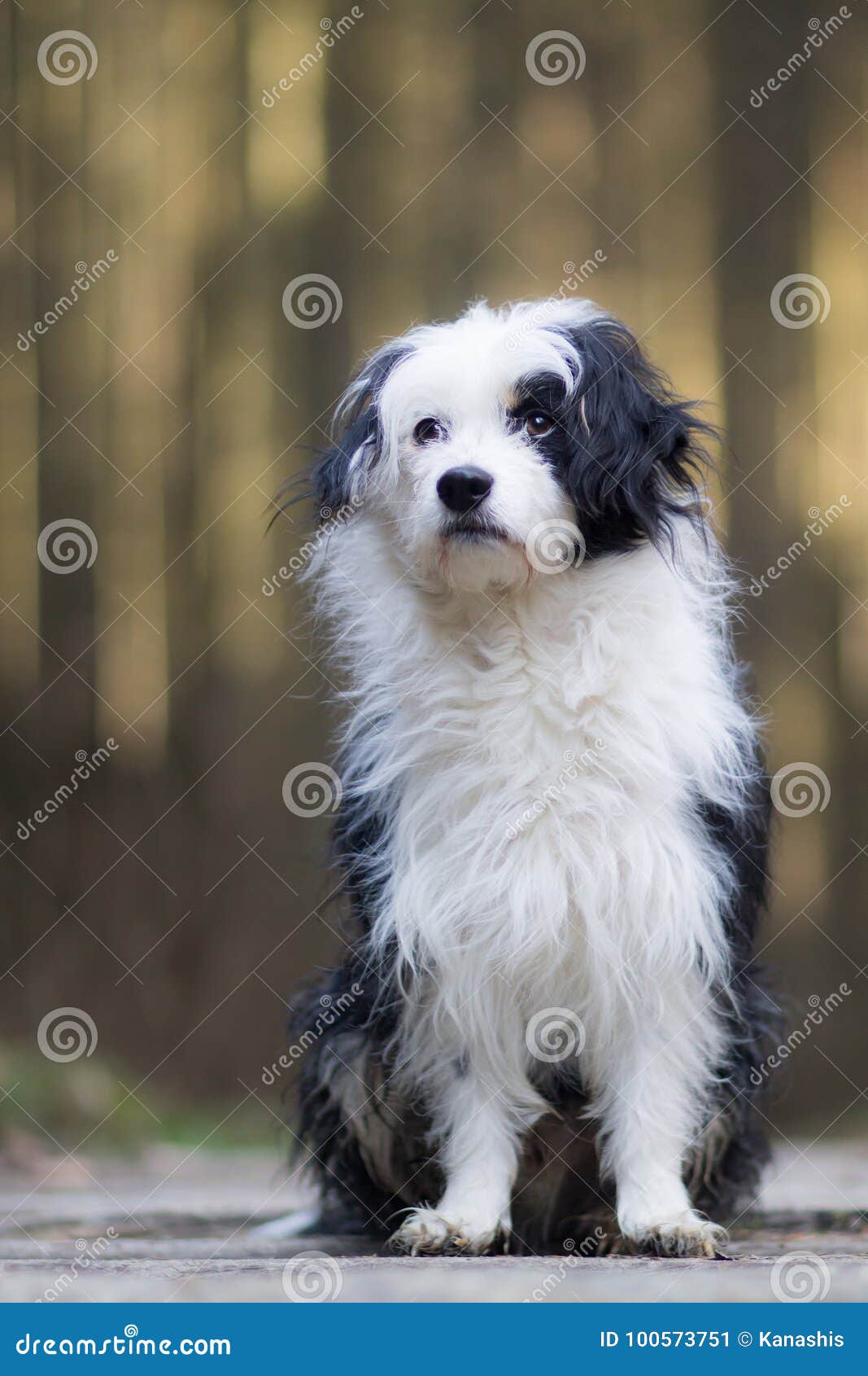 chinese crested powder puff black and white