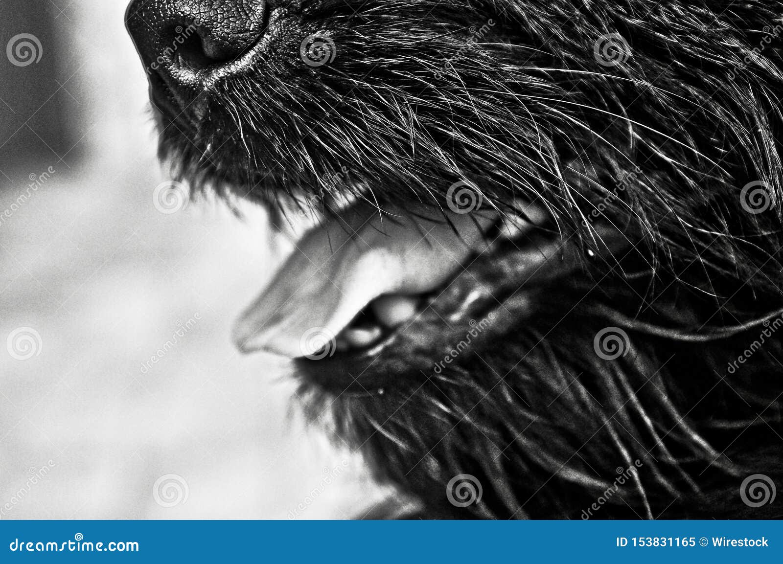 Black and White Closeup Shot of a Dog with the Mouth Open Stock Image ...