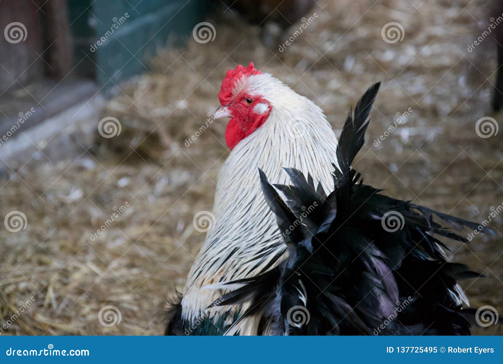 Rooster without Feathers Poses for a Photo, an Animal after a Difficult  Experience Stock Image - Image of beak, mane: 237828907