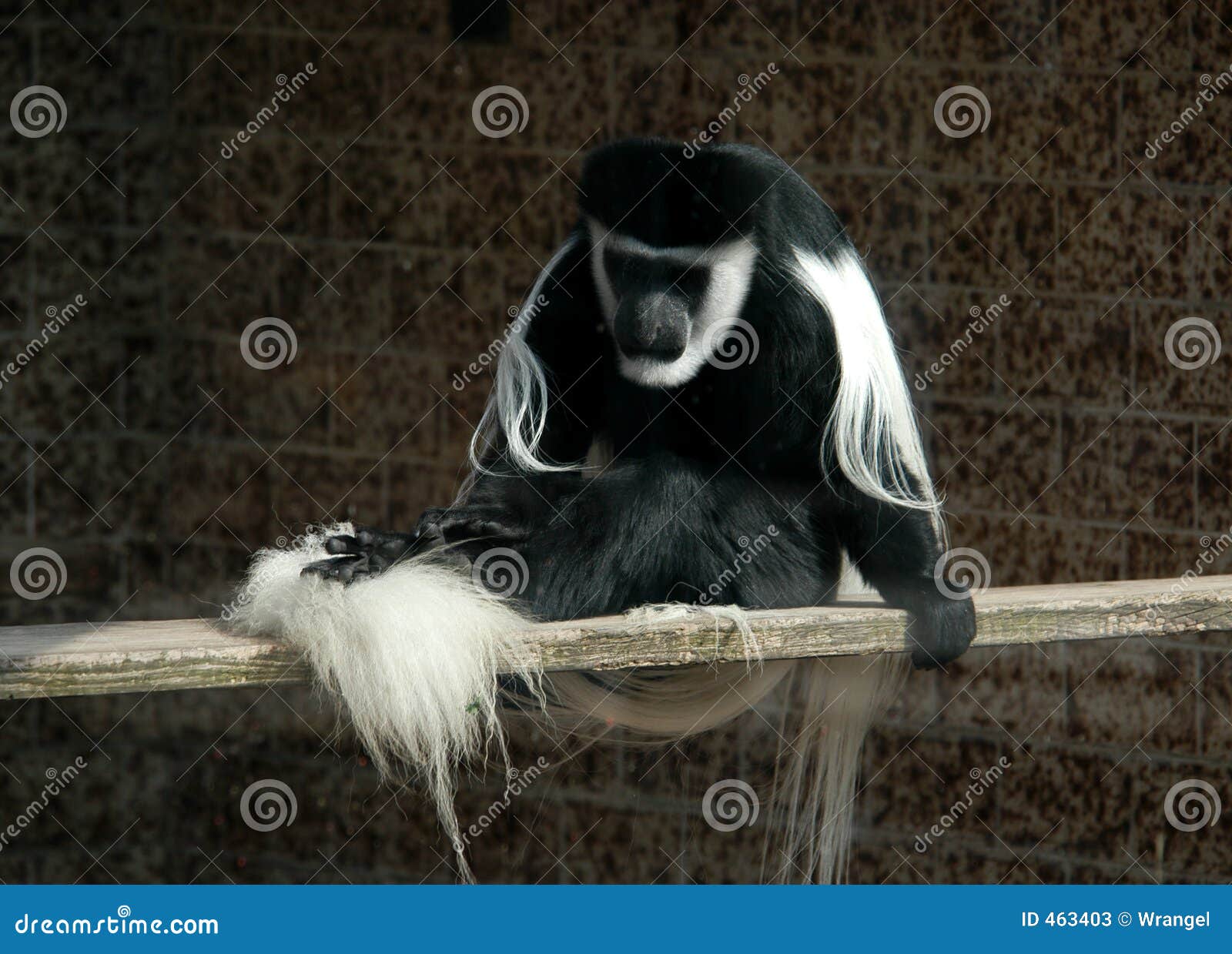 black-and-white colobus