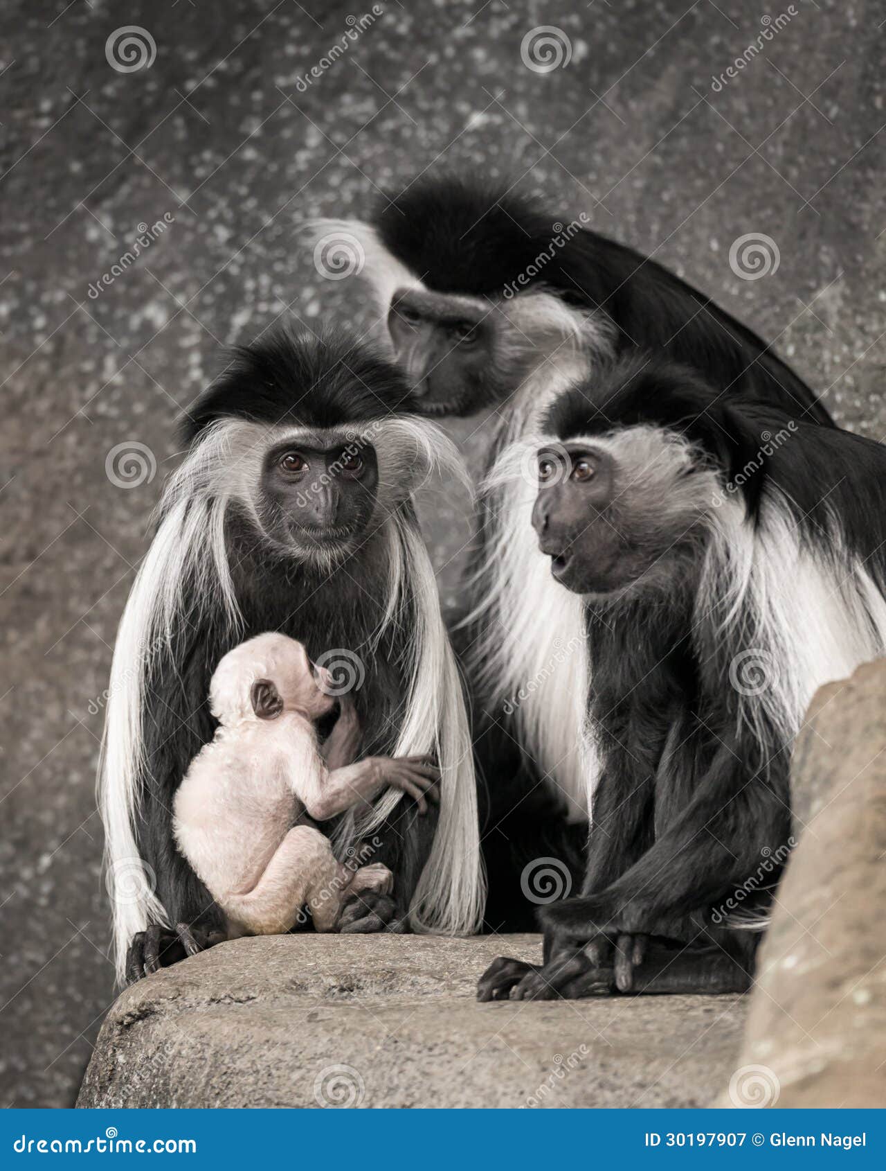 colobus monkey family portrait