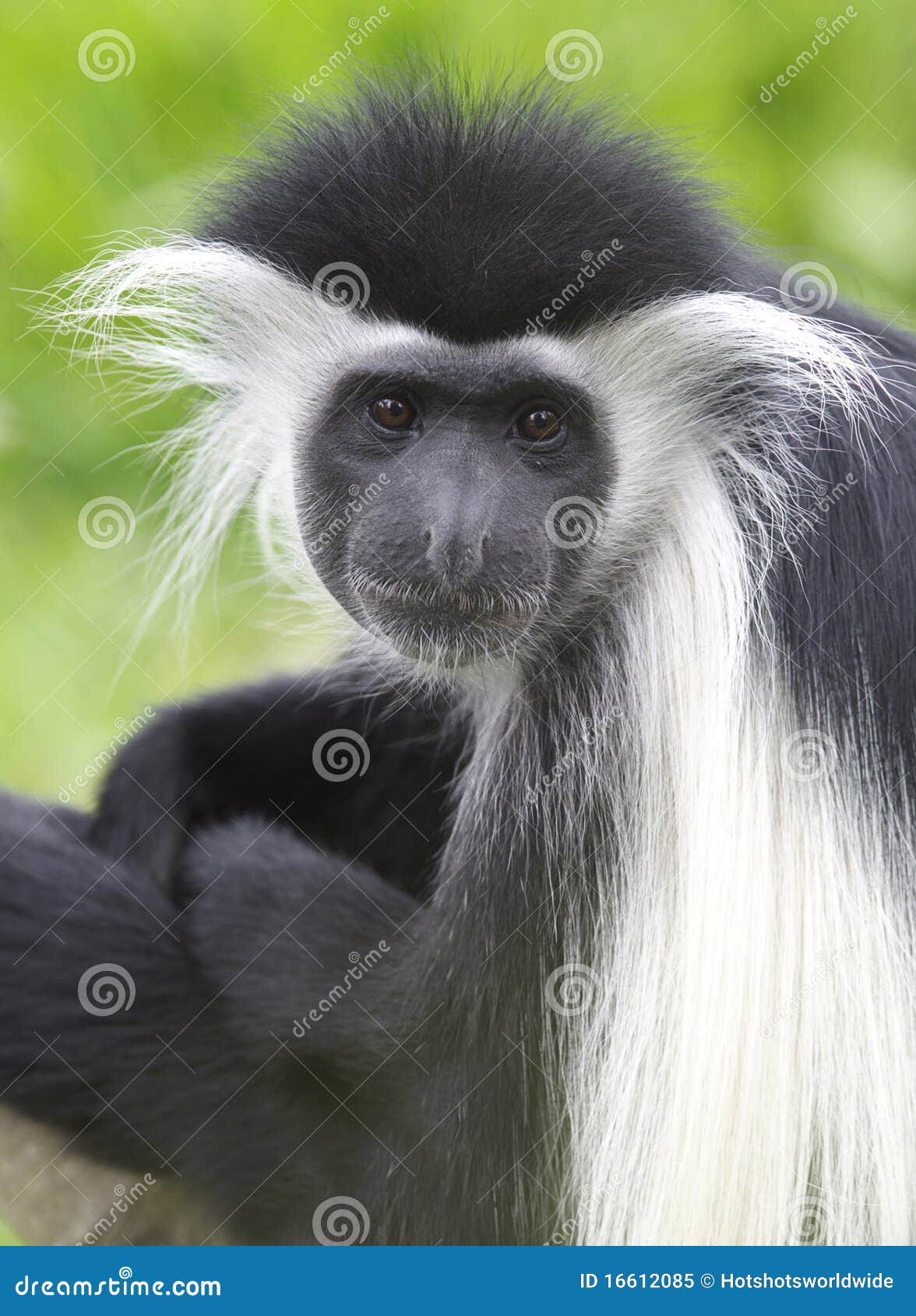 black and white colobus monkey, kenya, africa