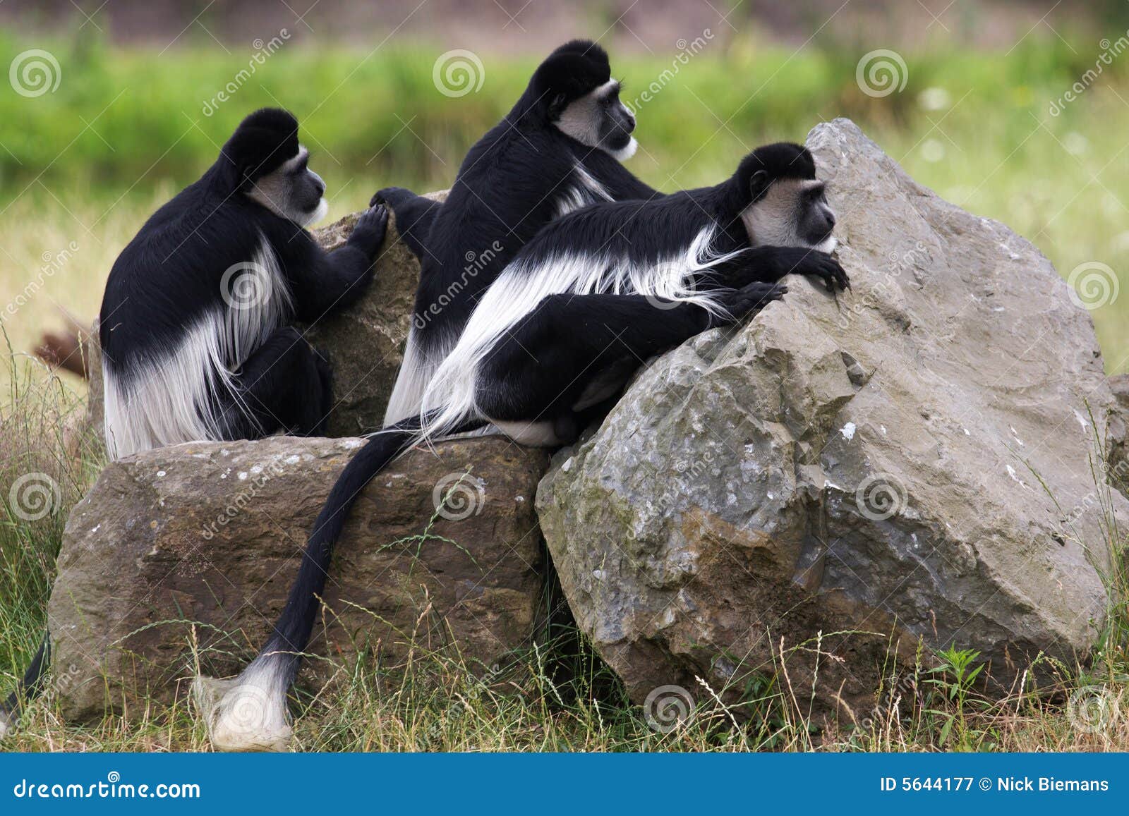 black and white colobus monkeys on the look out