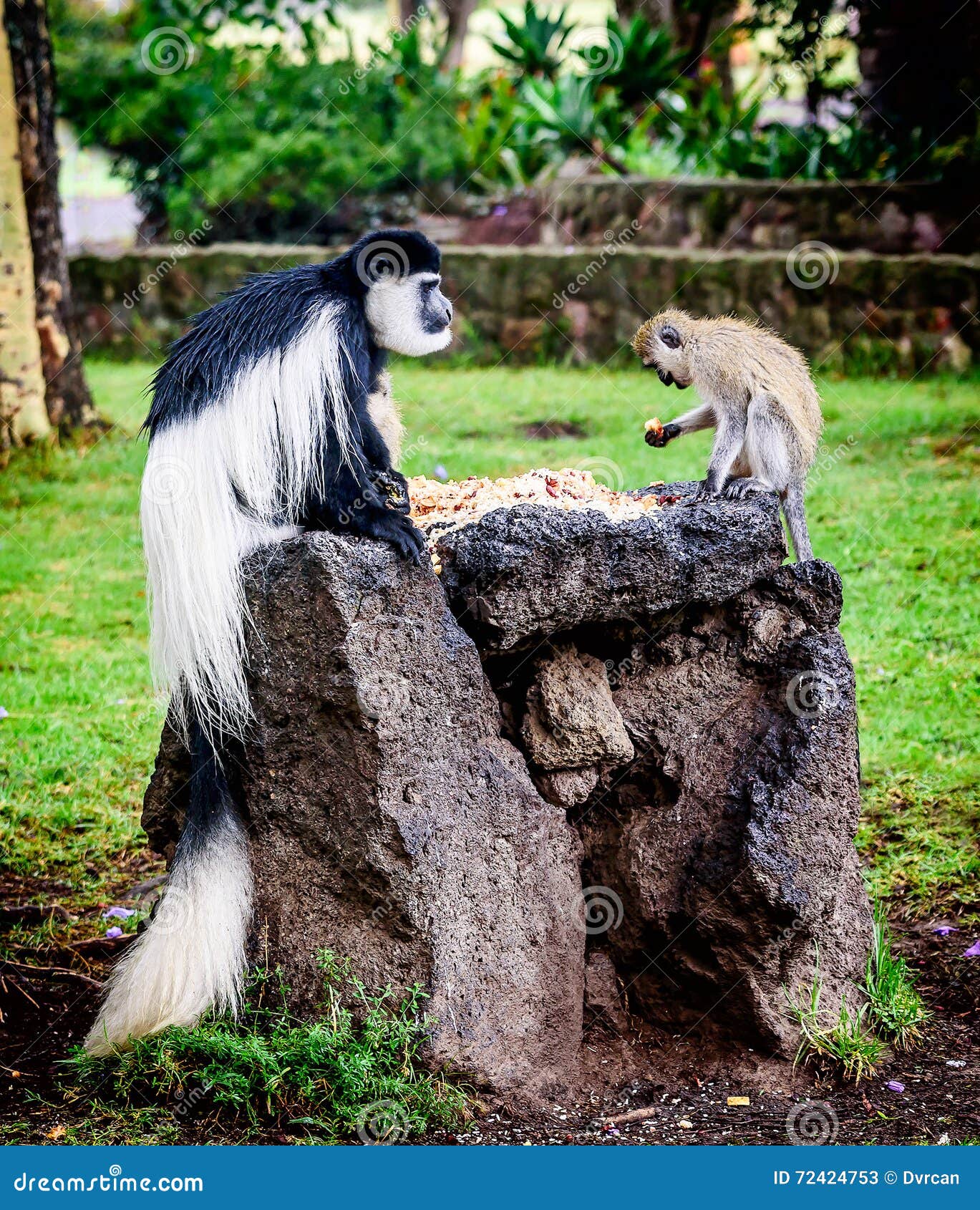 Black and White Colobus Sharing Food with Another Monkey, Kenya Stock