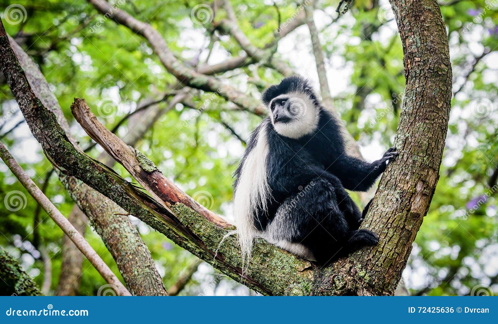 Black and White Colobus Sharing Food with Another Monkey, Kenya Stock