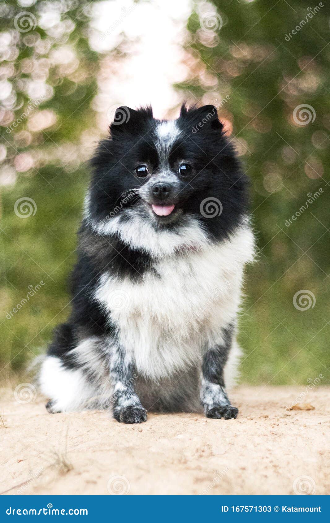 Black And White Cute Spitz Dog Stock Image Image Of Predator Fourlegged