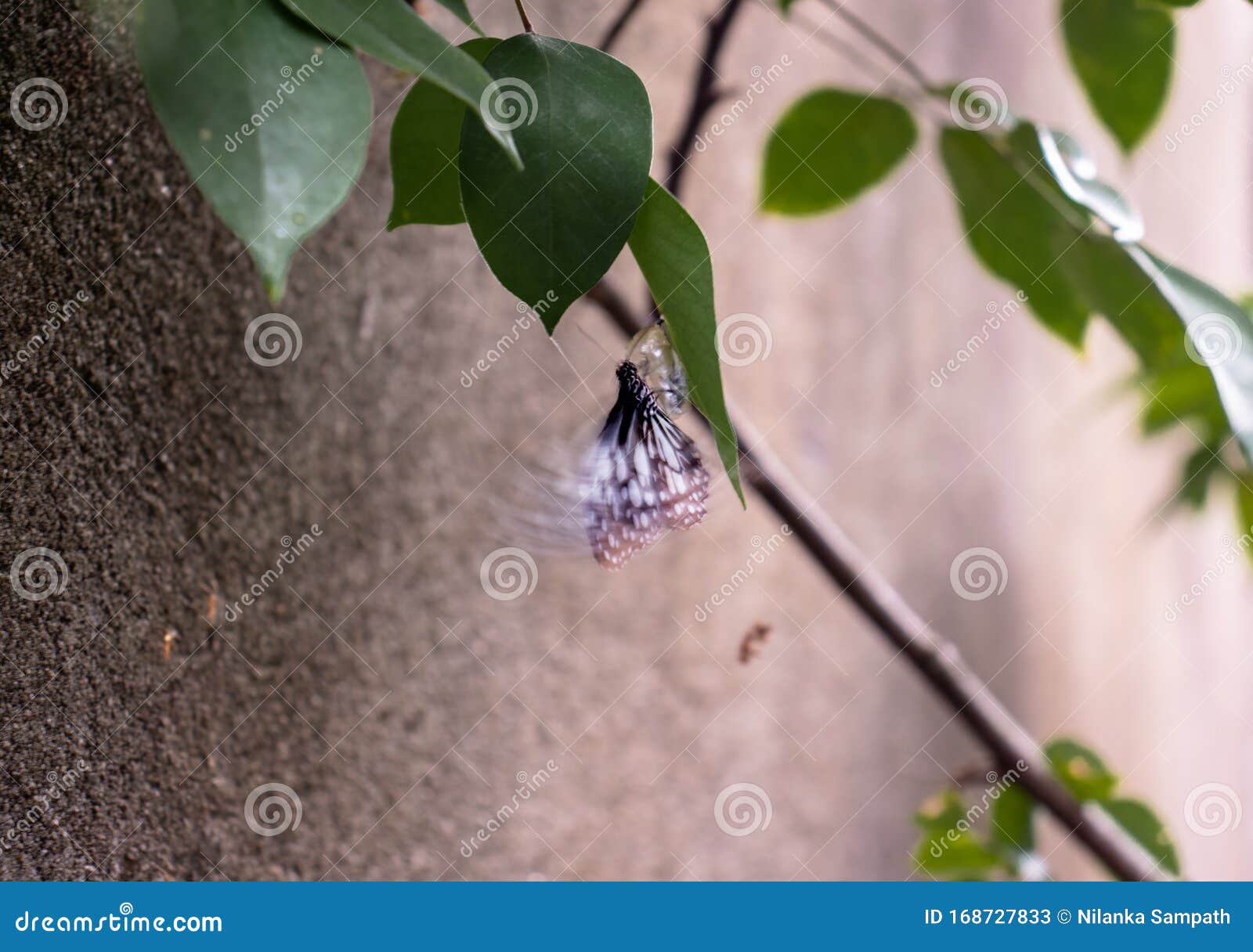 Black and White Colored Butterfly Leaving the Cocoon Stock Image