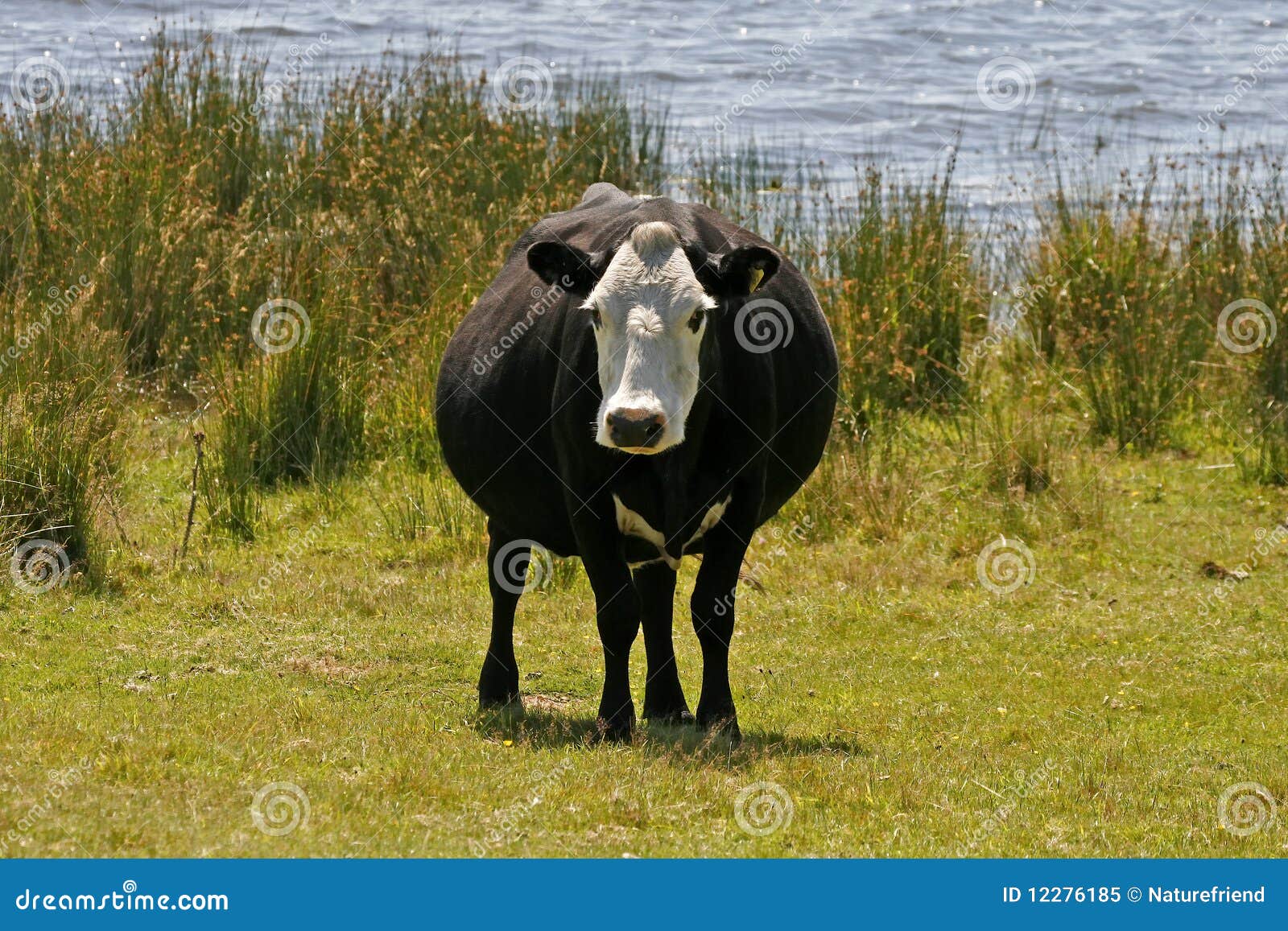 Black and White Cow, Cornwall, England Stock Image Image of lake, livestock 12276185