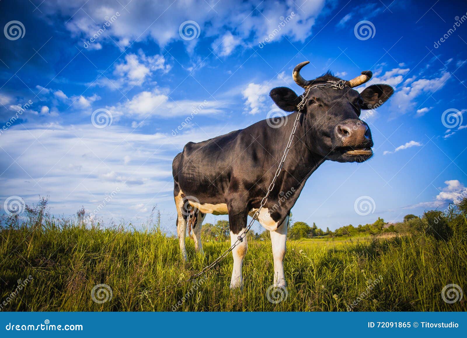 Black and White Cow Grazing on the Meadow Stock Image Image of cattle, hill 72091865