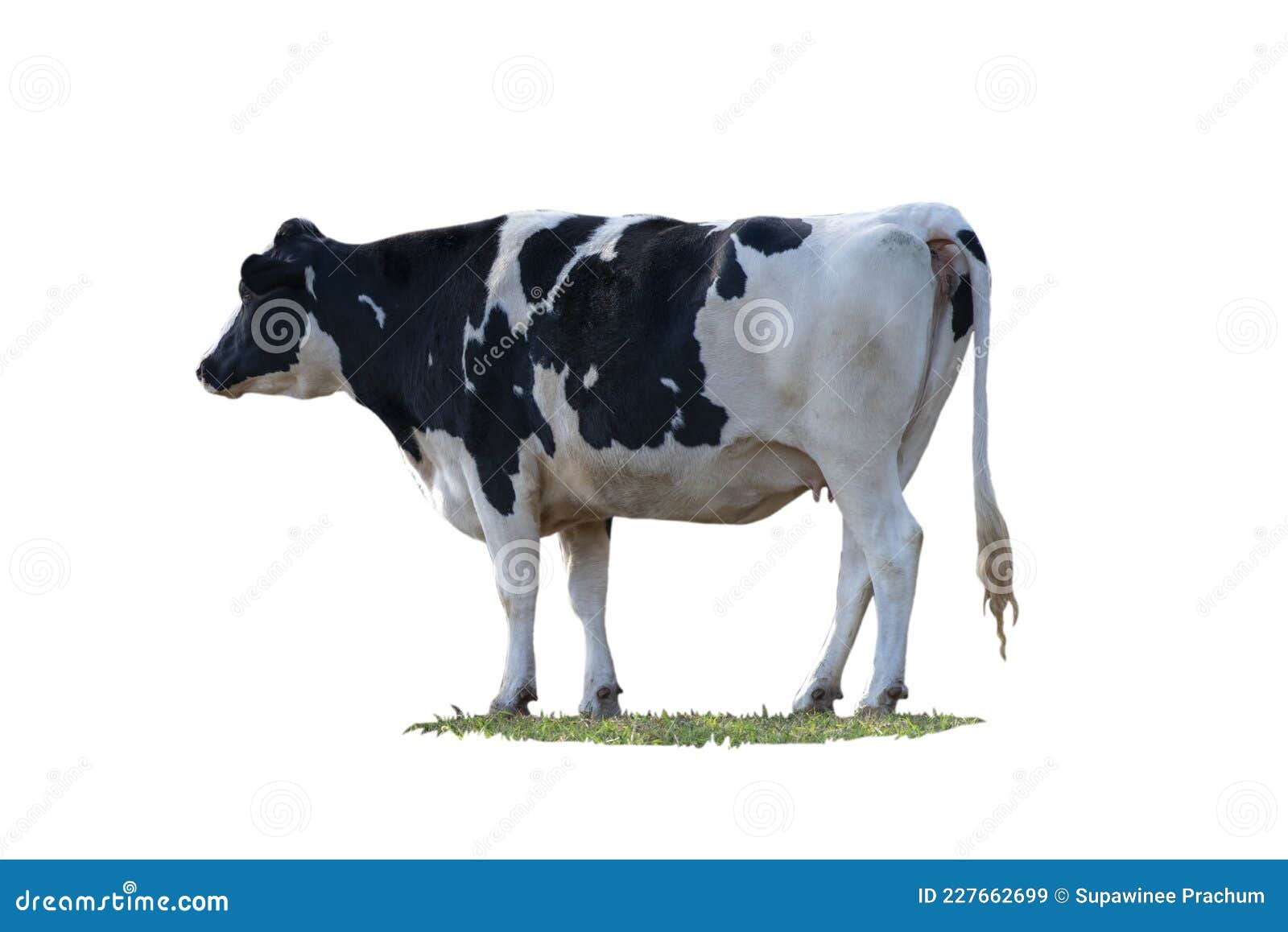 Black and White Cow Image Isolated on the White Background Stock Image Image of mammal