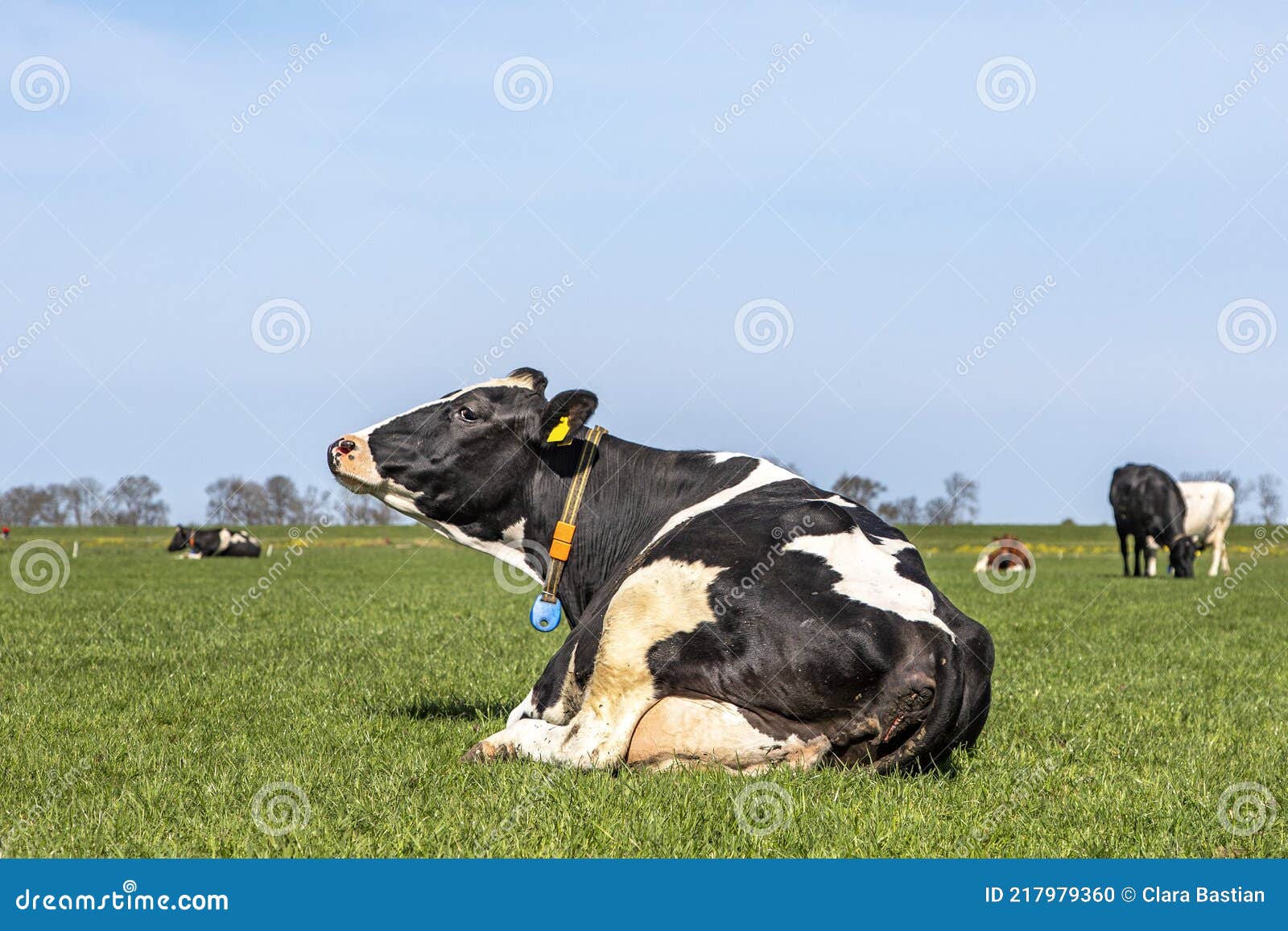 Black and White Cow Lying in the Field, Sniffing in the Air, Happy and ...