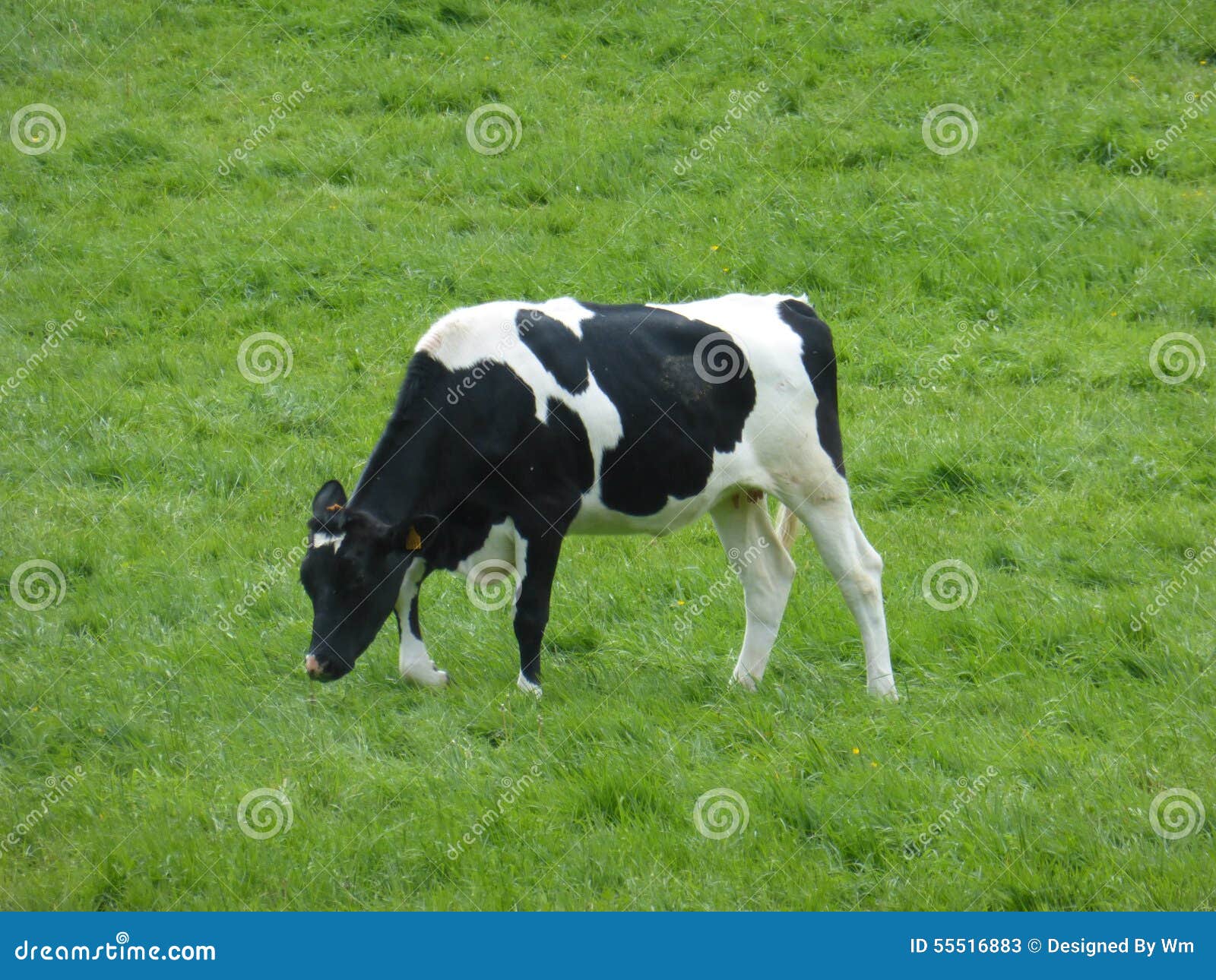 Black and White Cow in the Meadow Stock Image Image of grass, meadow 55516883