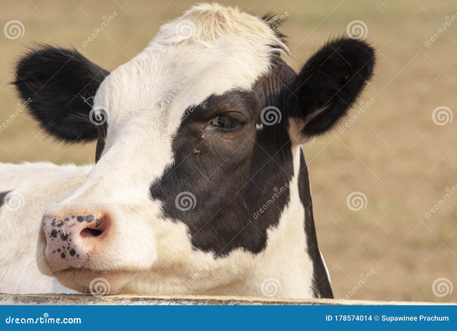 black and white cow picture in farm, cow head