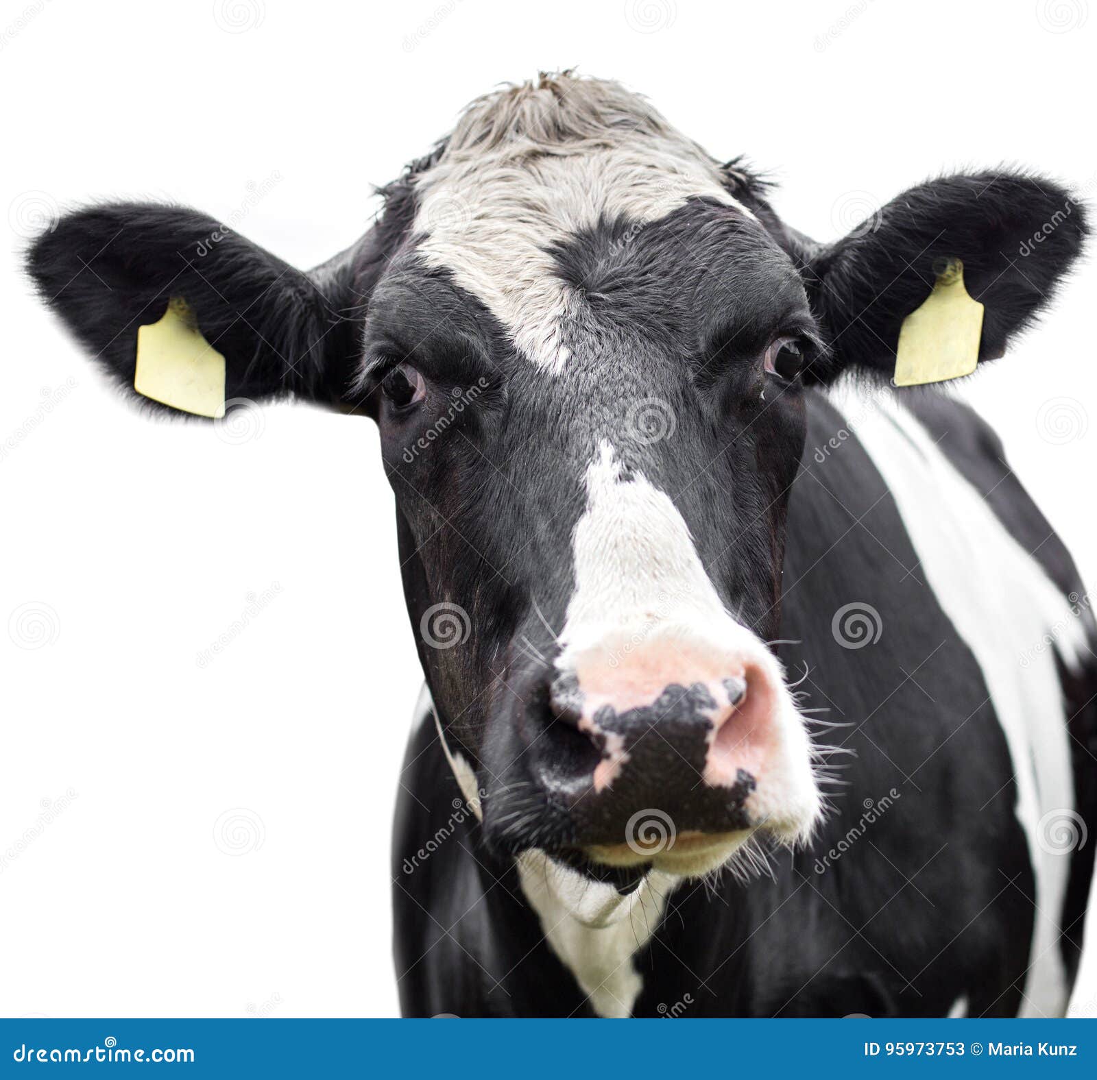Black and White Cow on White Background Stock Image Image of nature, cattle 95973753