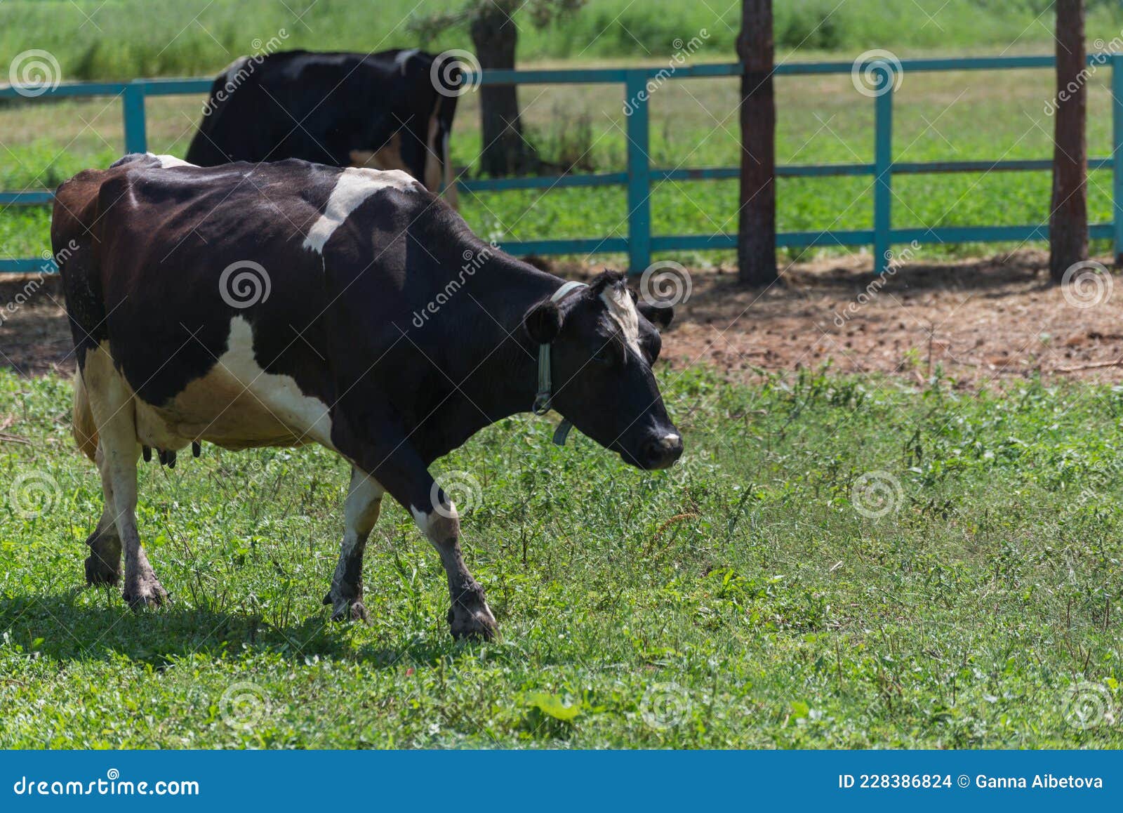 Black and White Cows are Feeding on a Livestock Farm. Stock Photo ...