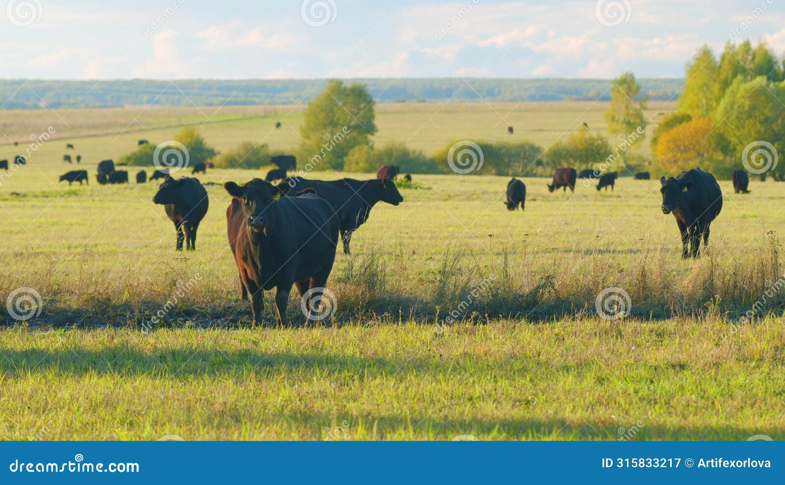 black and white cows in meadow. agribusiness with natural pasture. static view.