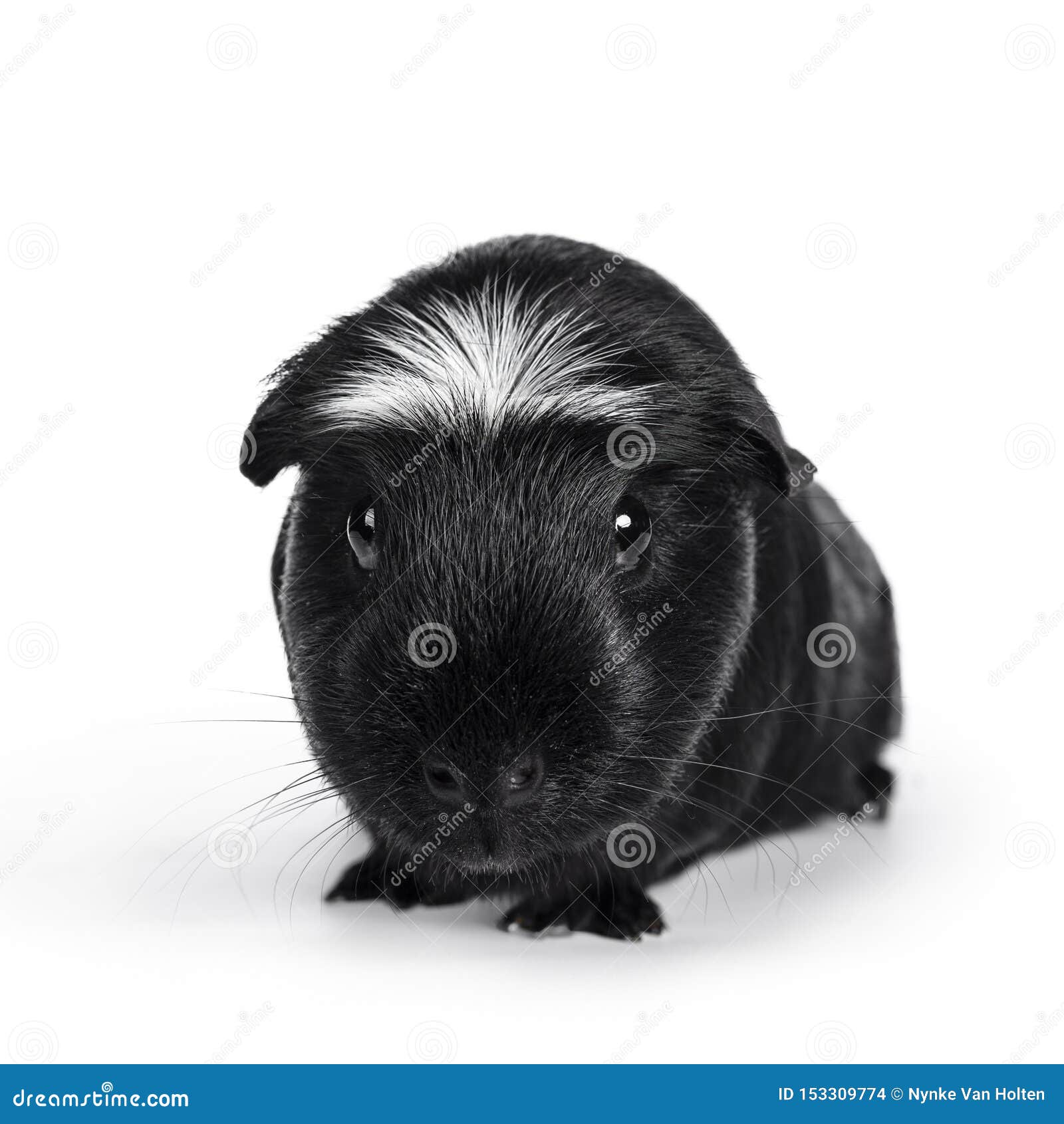 black crested guinea pig