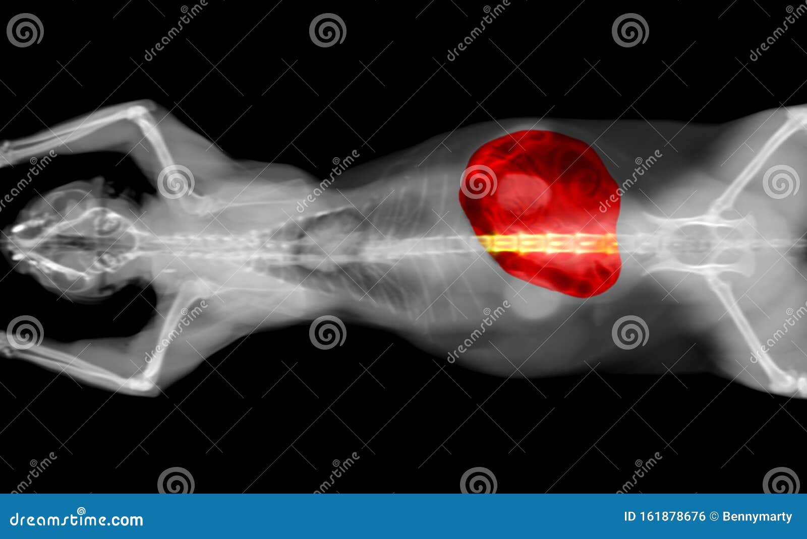 Печень кота. Рентген собаки новообразования печени.