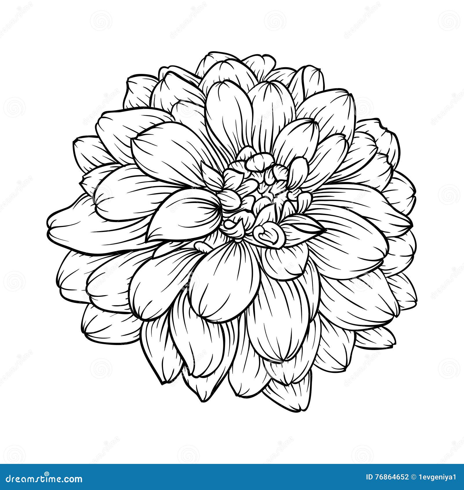 black and white dahlia clipart