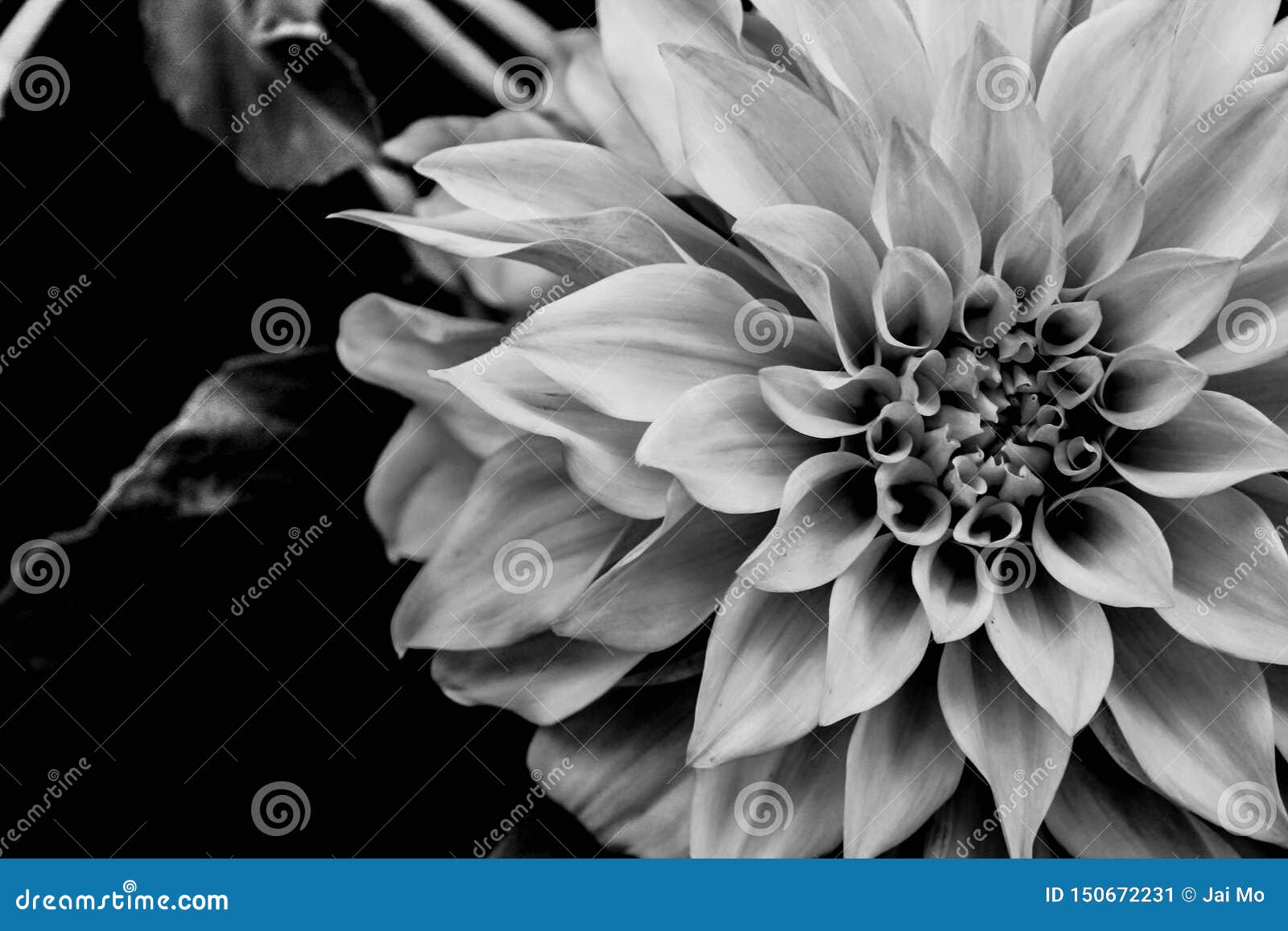 black and white dahlia clipart