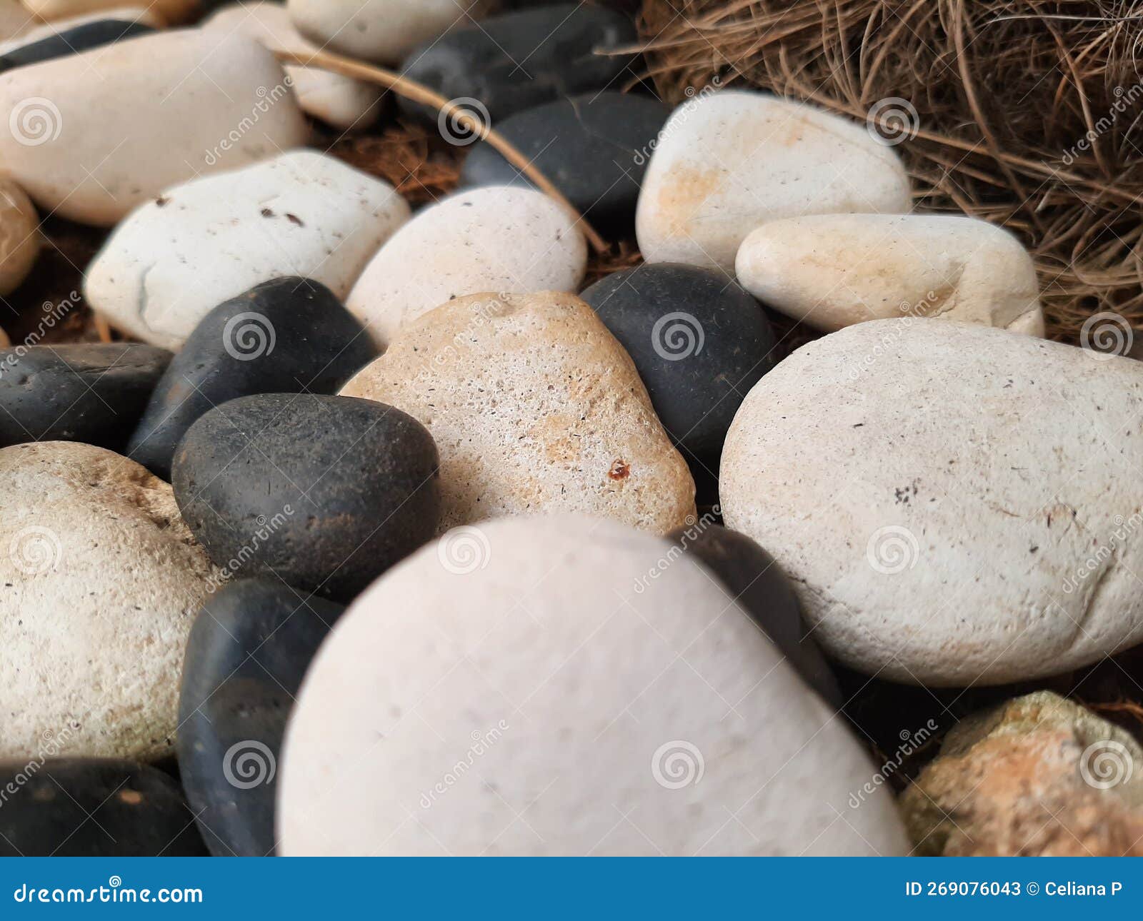 Black and White Decorative Rock on the Ground Stock Image Image of