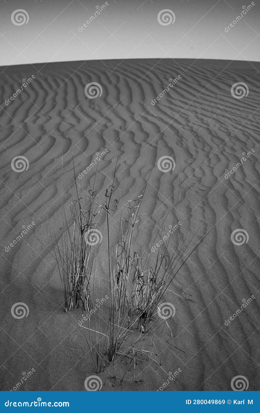 Black and White Desert Grass Pattern Arabian Peninsula Stock Image