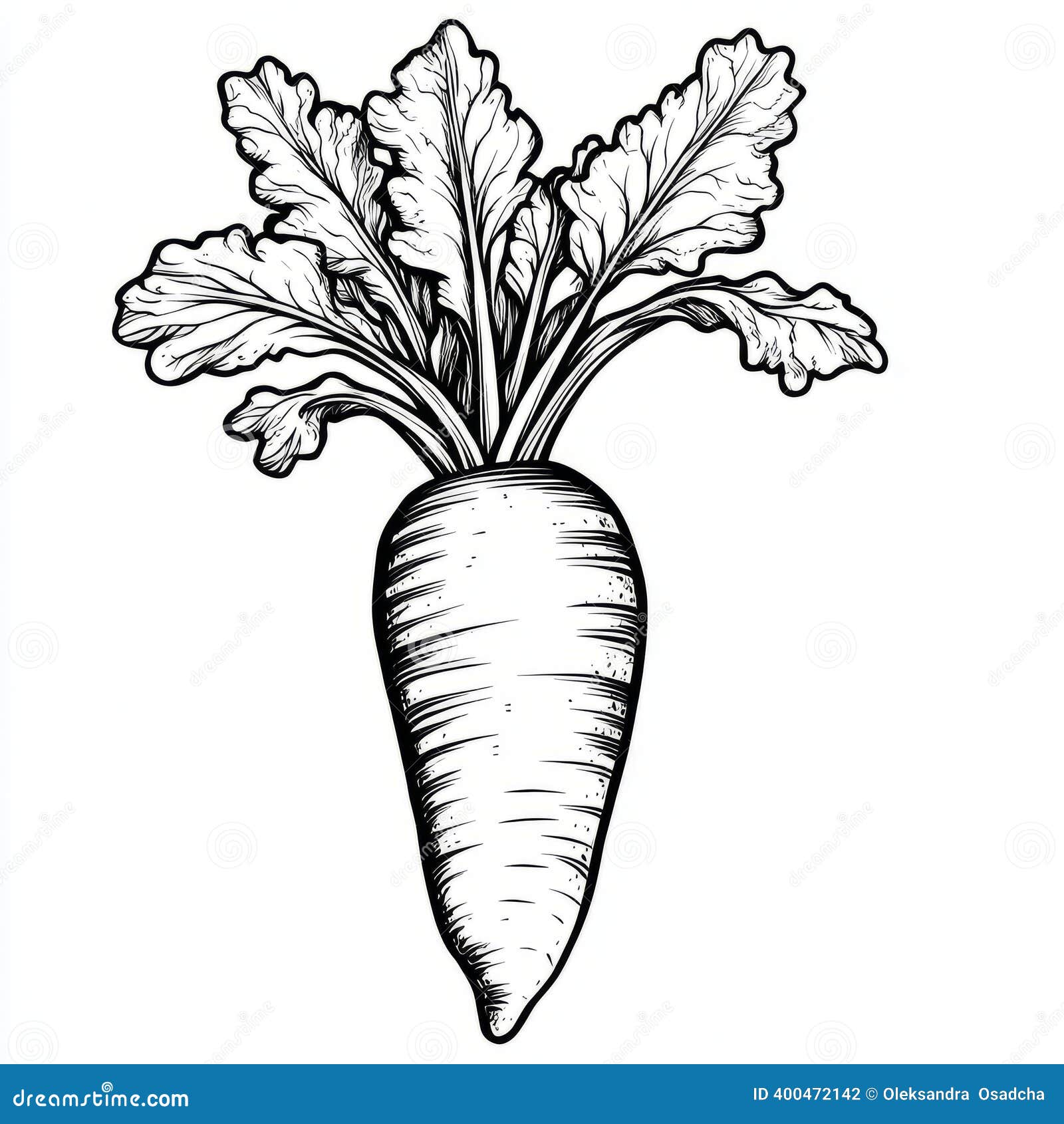 Black White Carrot Stock Illustrations – 28,289 Black White Carrot Stock  Illustrations, Vectors \u0026 Clipart - Dreamstime, image size:1600x1690