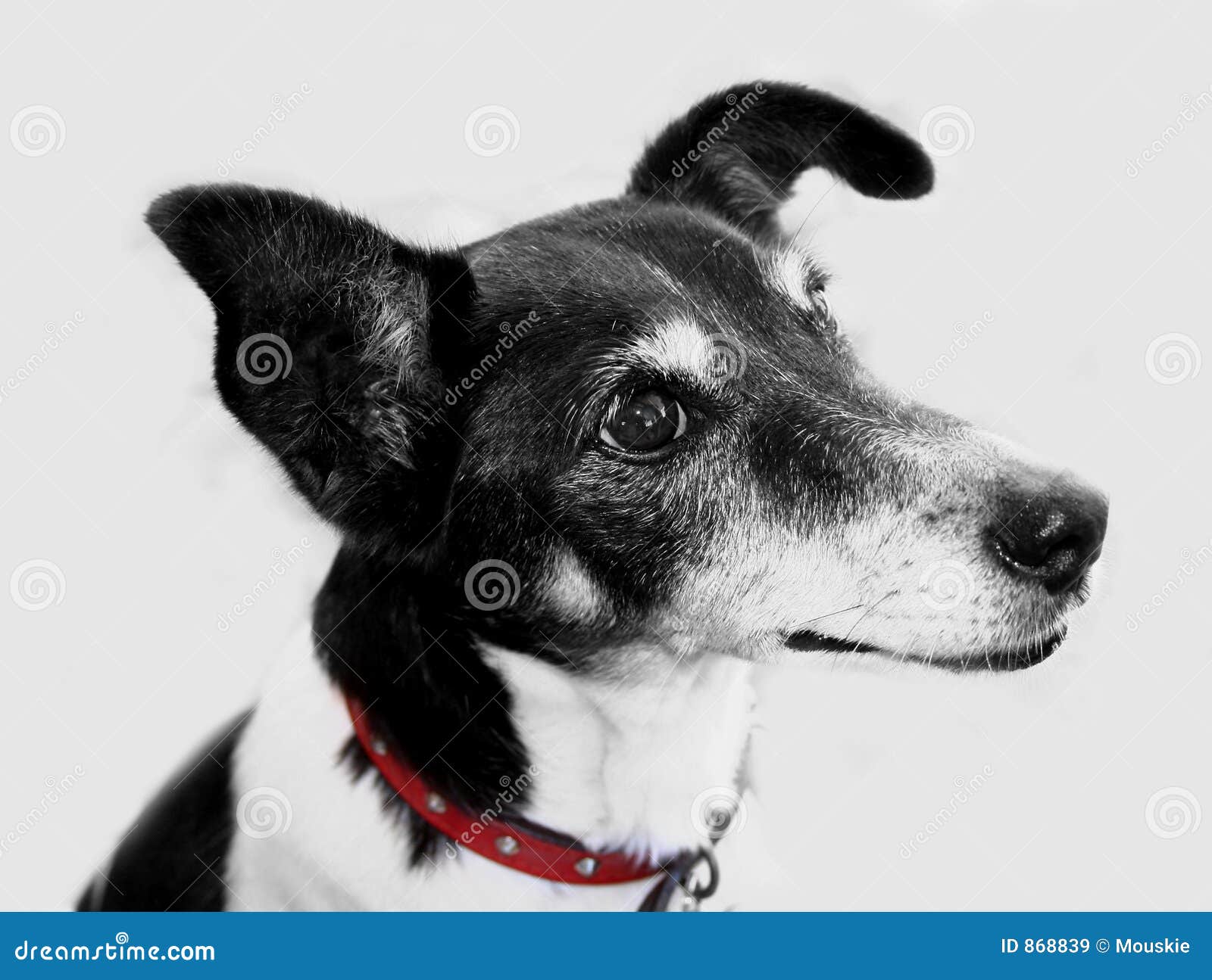 Black And White Dog Stock Image Image Of Breed Black 868839