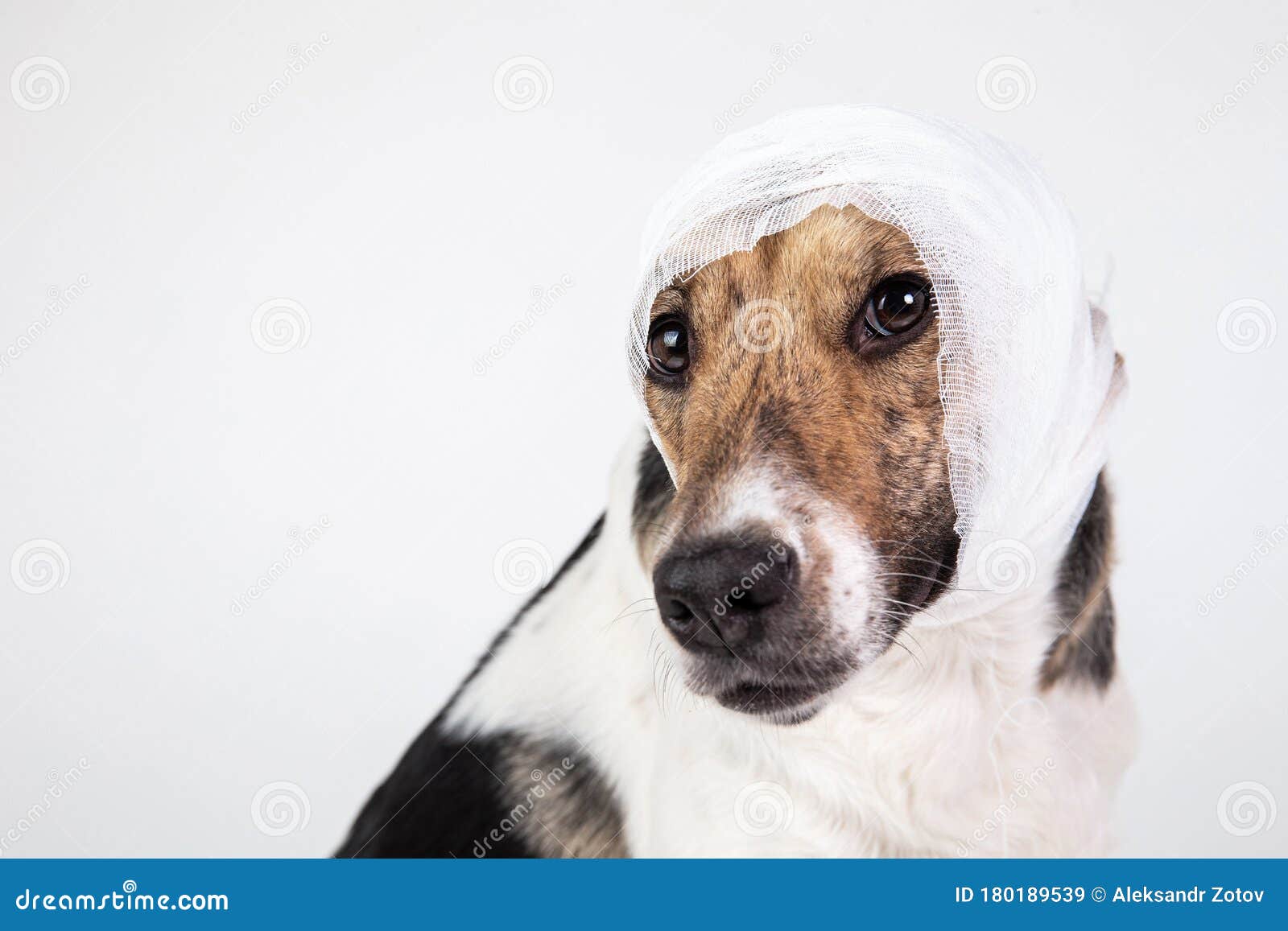 dog head bandage