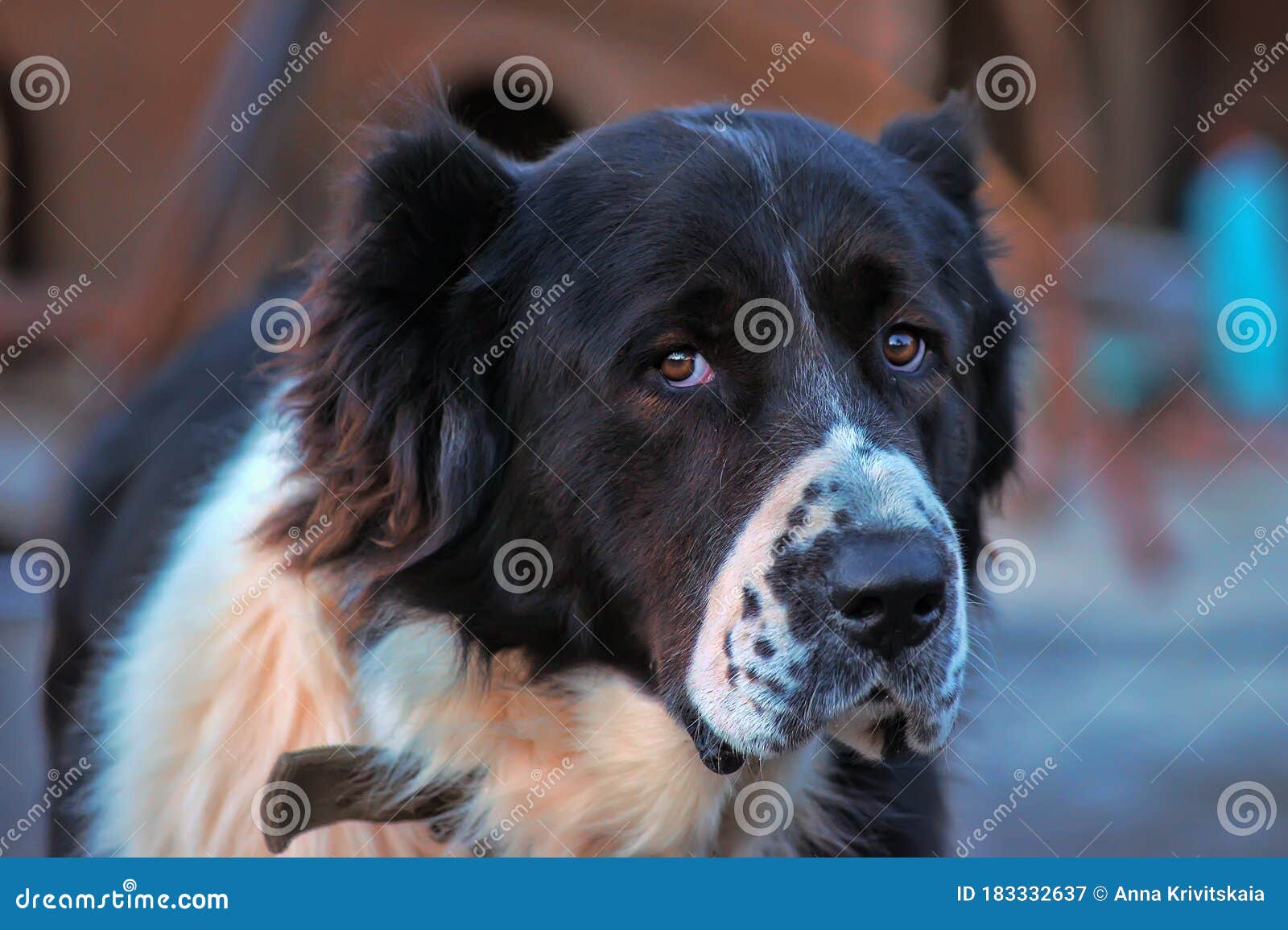 Black And White Dog Caucasian Shepherd Stock Image Image Of Brown Fierce 183332637