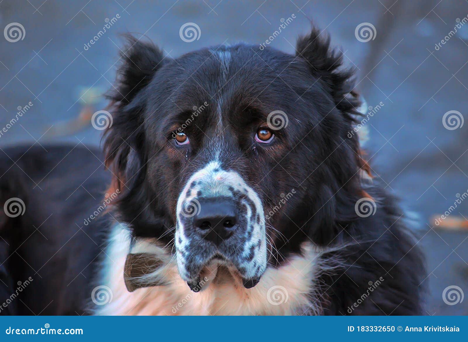 Black And White Dog Caucasian Shepherd Stock Photo Image Of Pedigree Bite 183332650
