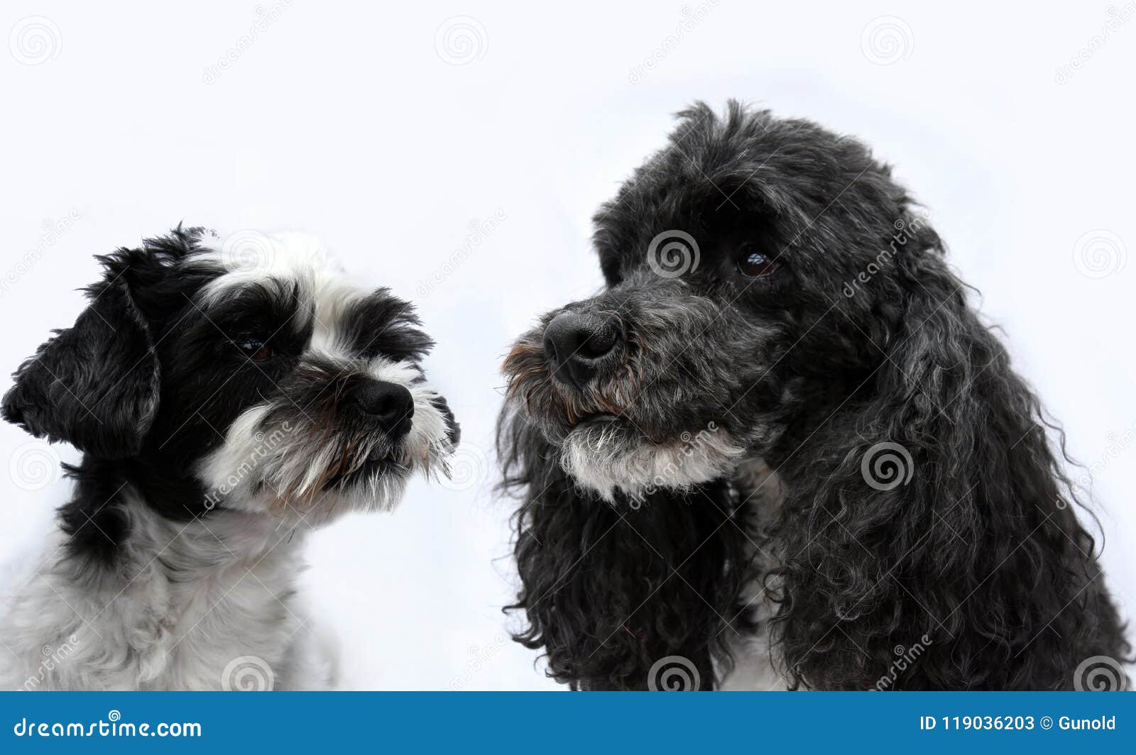 77+ Shih Tzu Maltese Dog Black And White