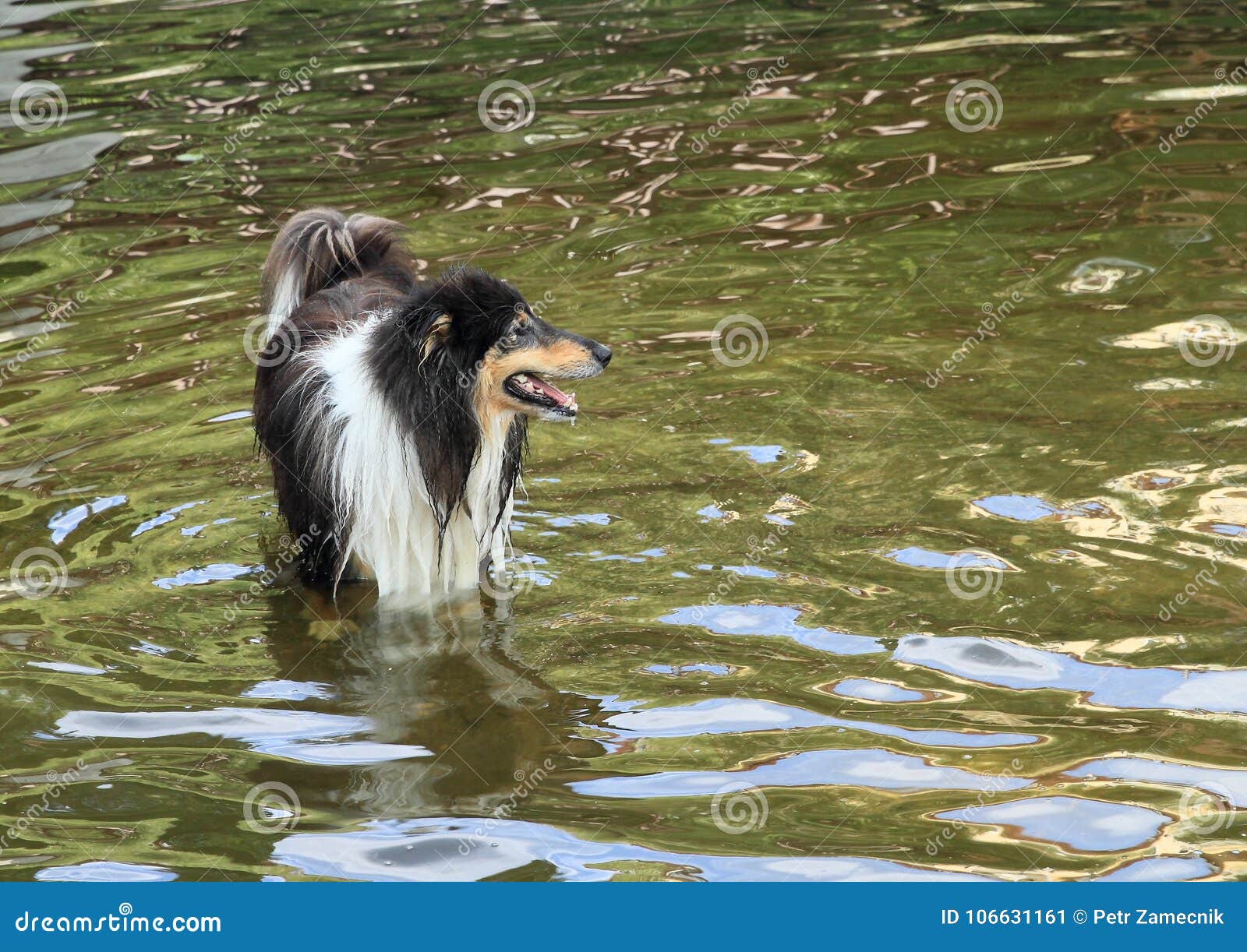 Black And White Dog Rough Collie In Water Stock Image Image Of Pond Water 106631161
