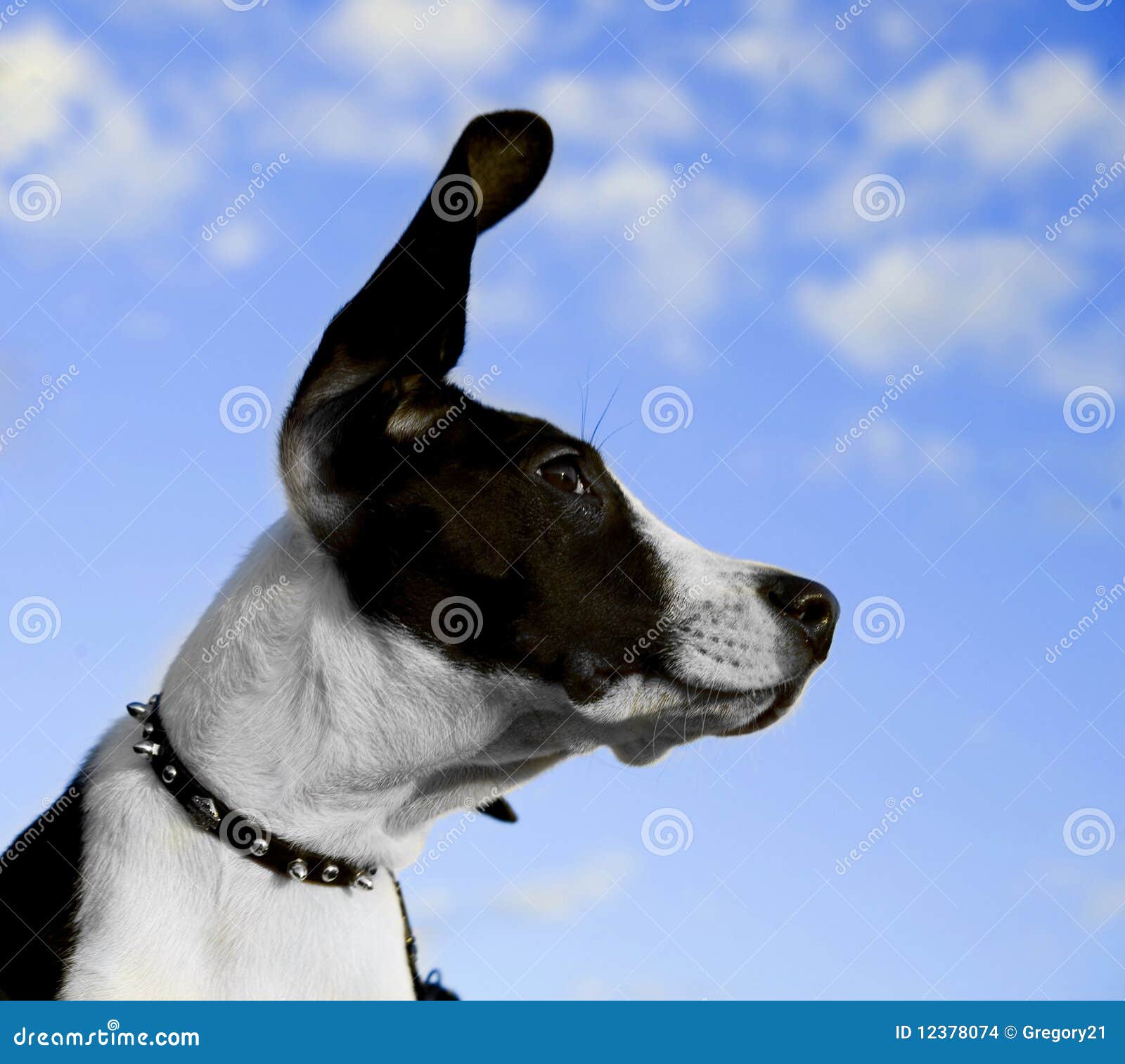 Black and White Dog s Face stock photo. Image of funny 12378074