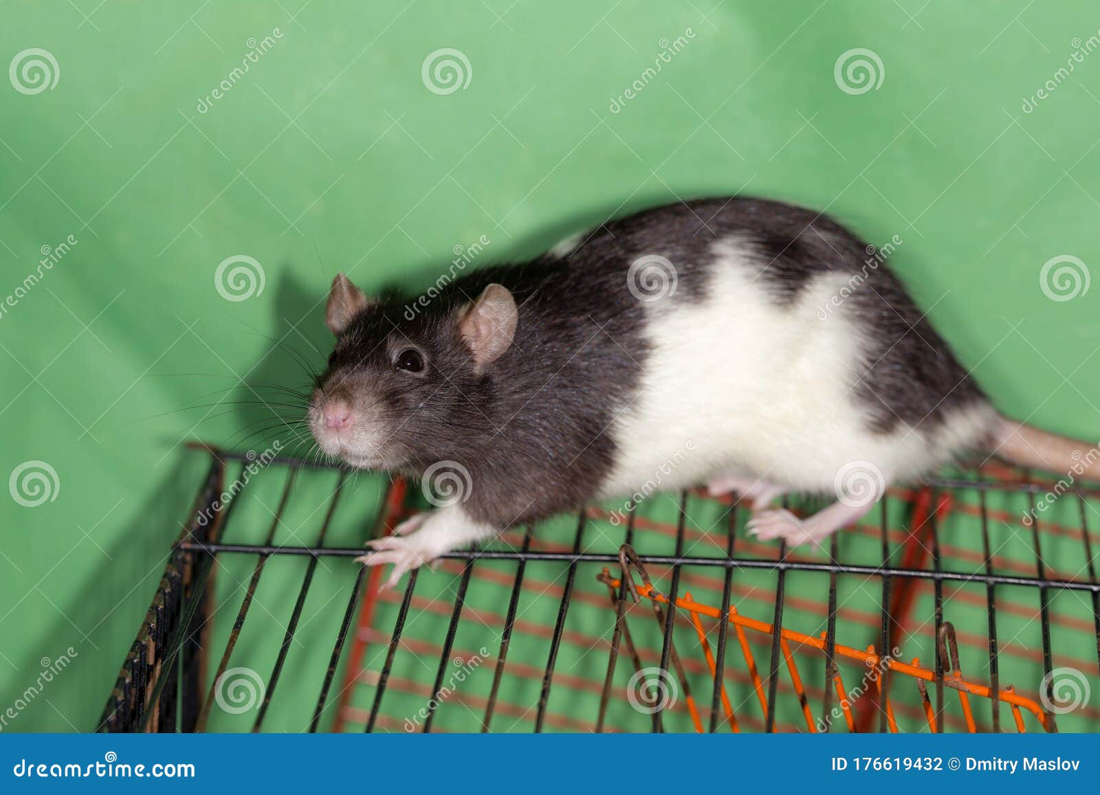 Black and White Domestic Rat Stock Photo Image of cage, black 176619432