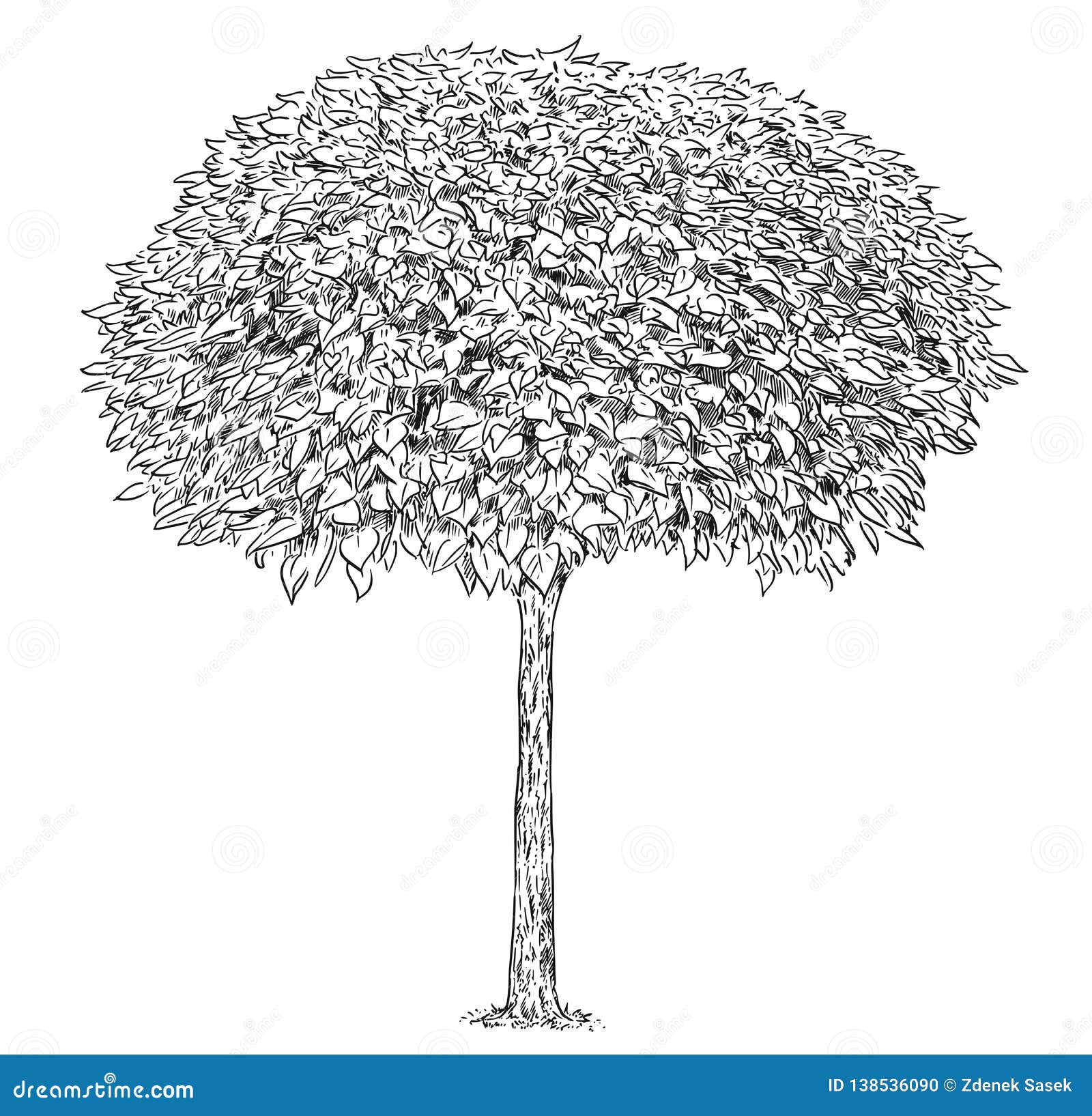 Black And White Drawing Of Catalpa Tree Stock Vector Illustration Of Design Catawba