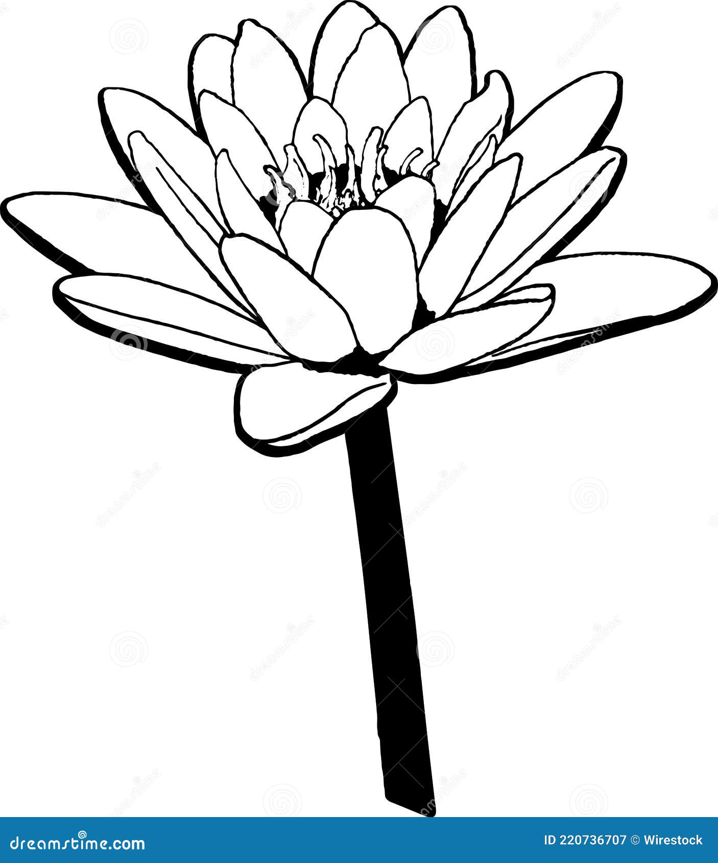 Black and White Drawing of a Water Lily Stock Illustration