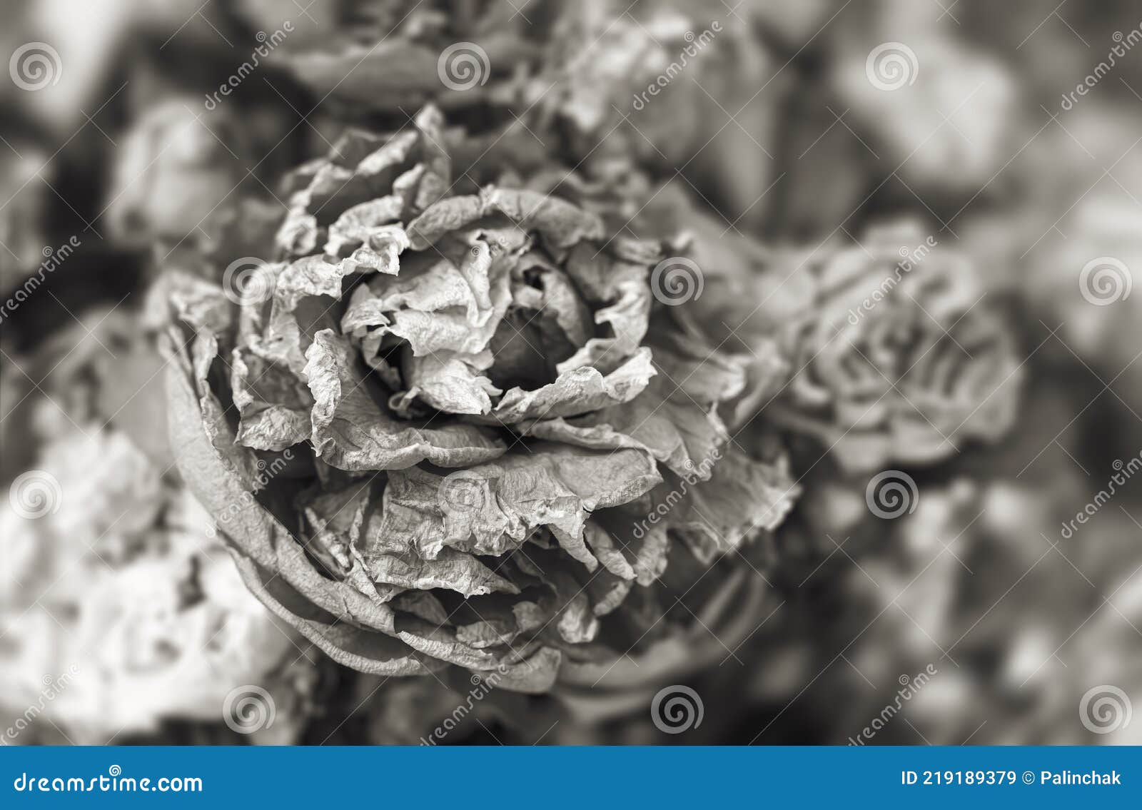 Black and White Dry Bouquet Stock Image - Image of background, bouquet ...