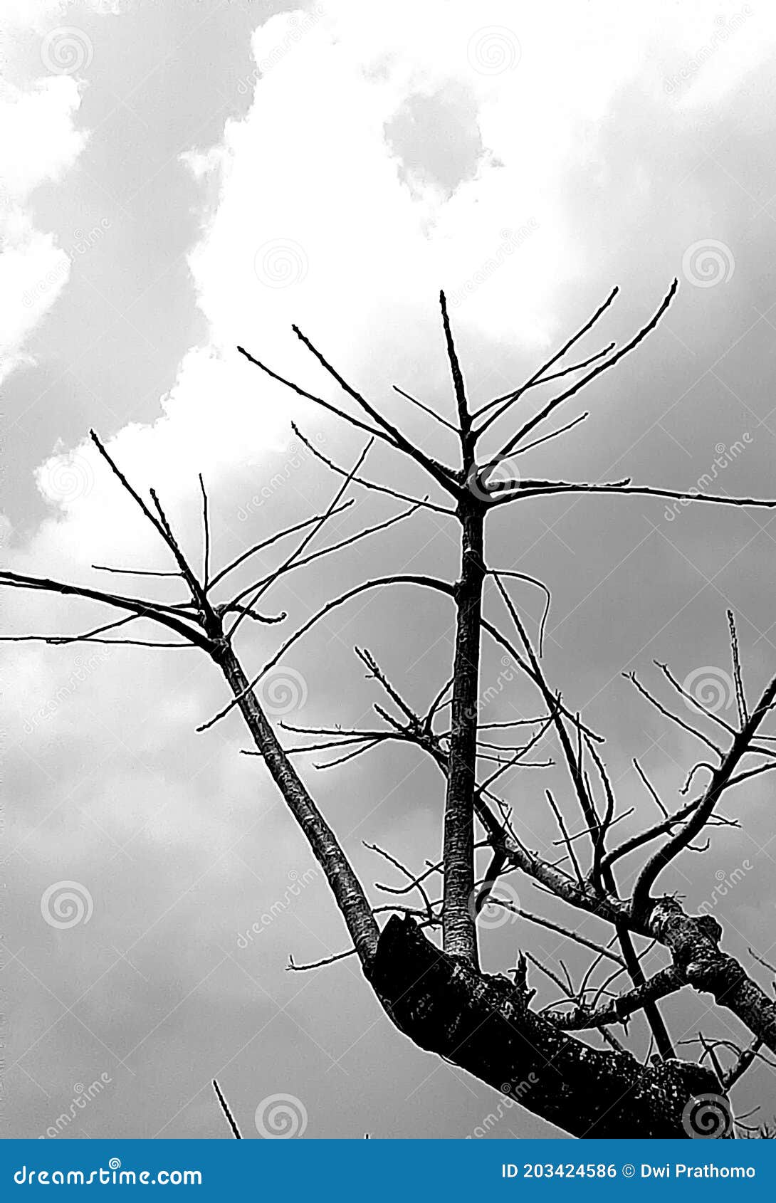 black and white dry tree branches in the dim