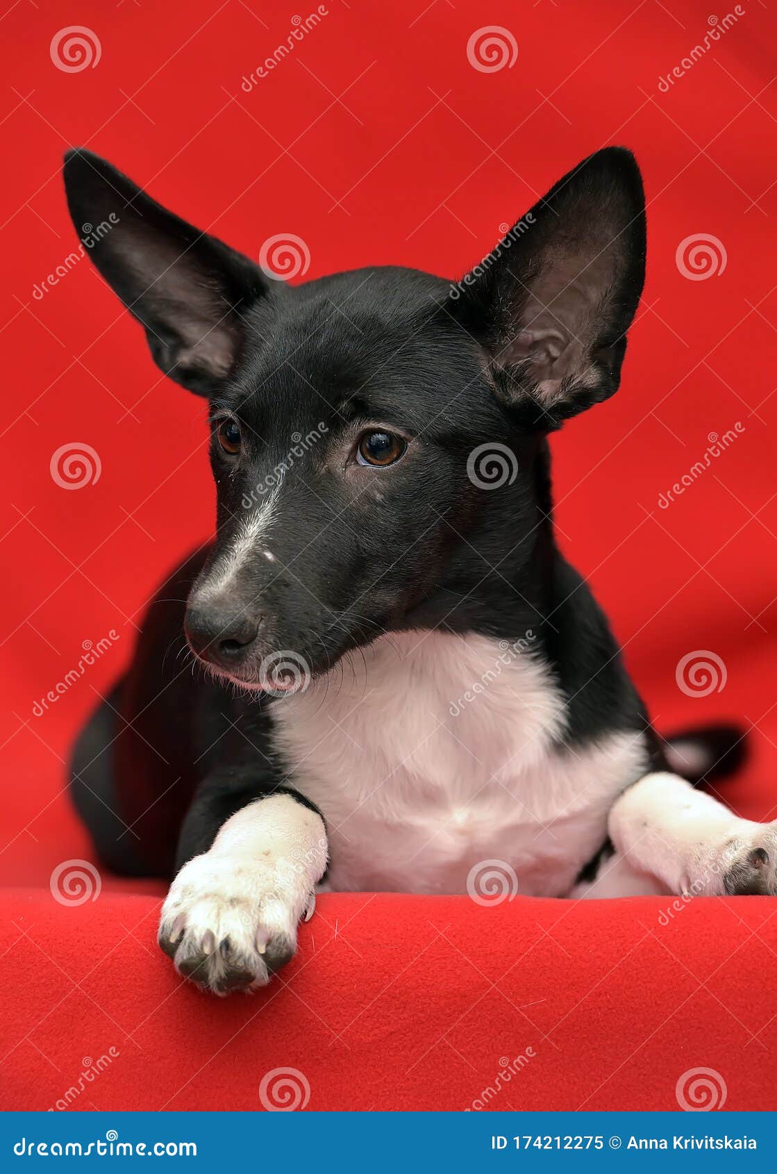 black and white eared puppy half-breed on a red