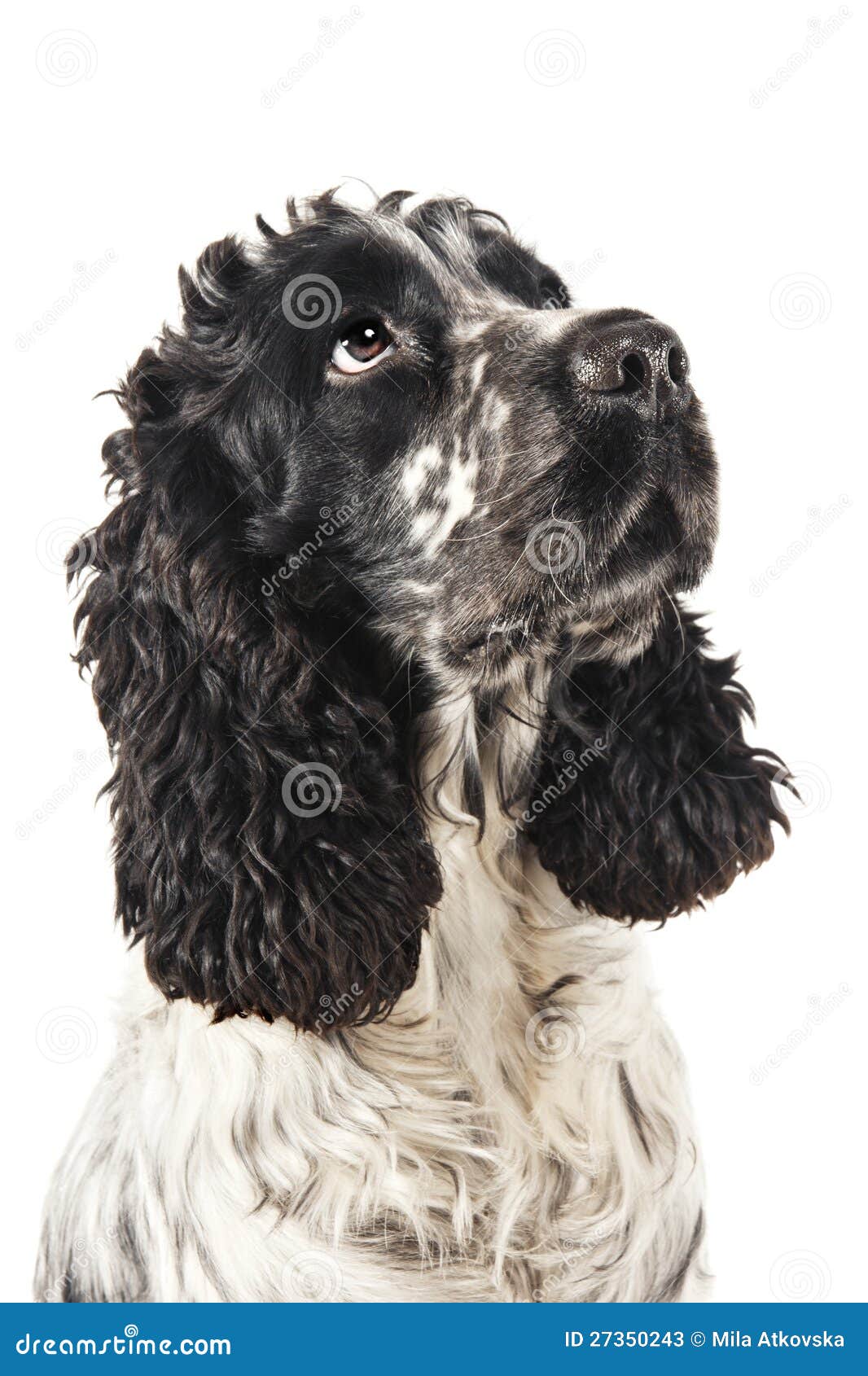 Black And White English Cocker Spaniel Looking Up Stock Photos Image