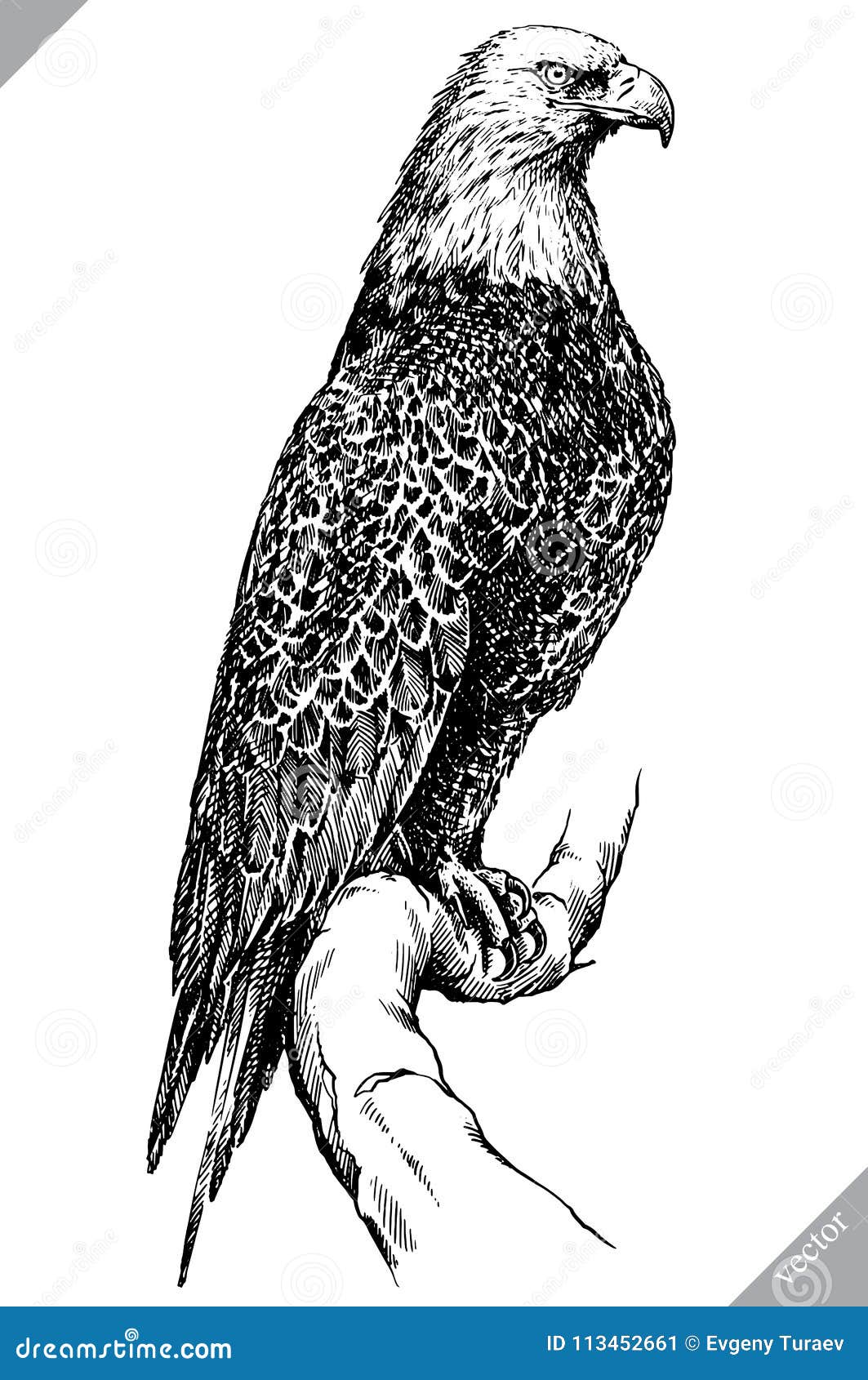 Black and White Engrave Isolated Eagle Vector Illustration Stock Vector