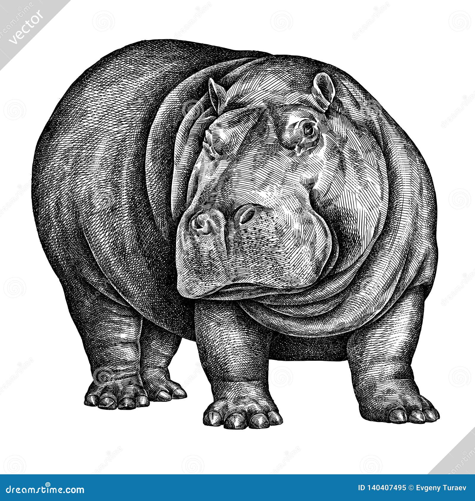 black and white engrave  hippo  