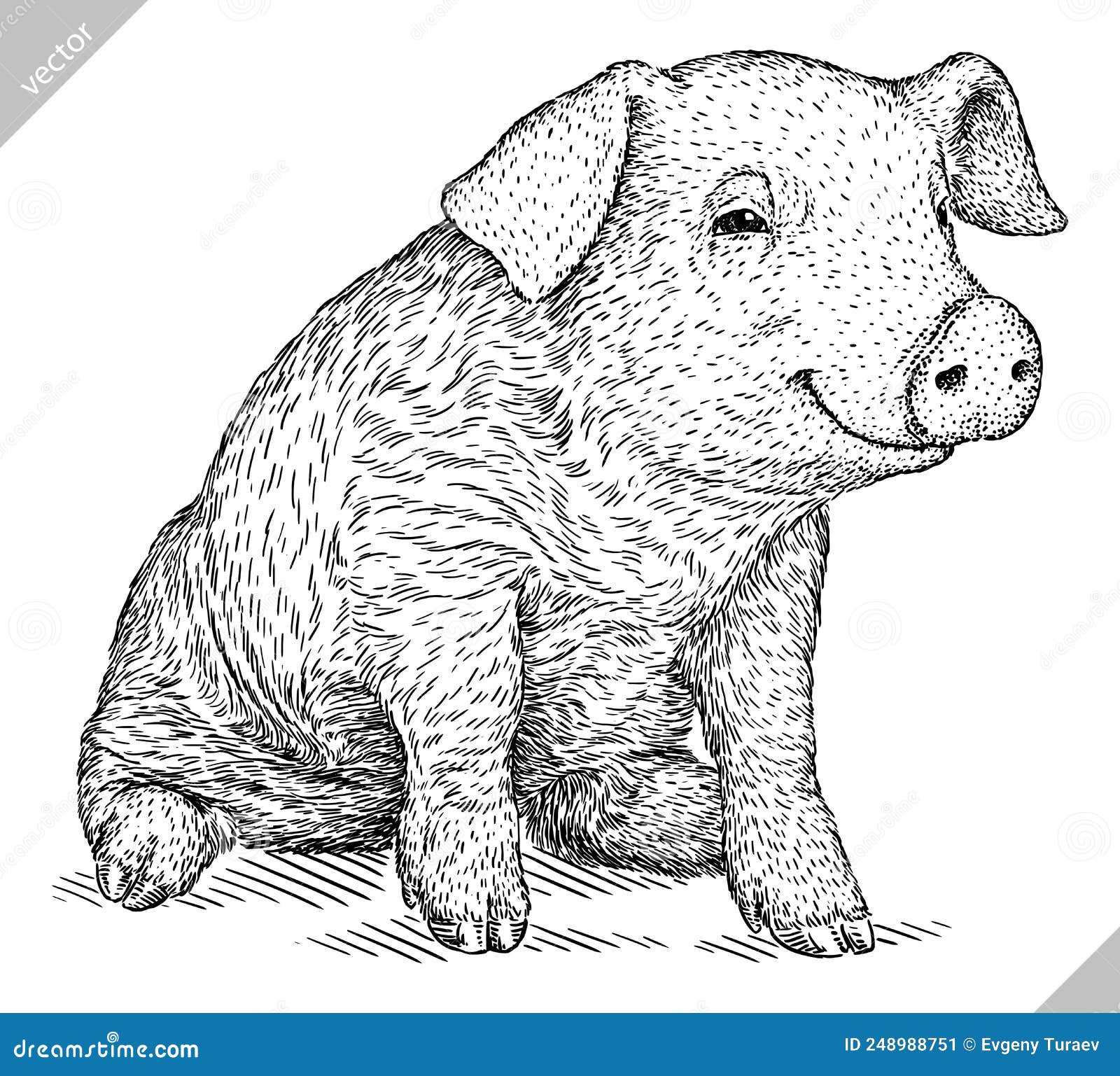 Black and White Engrave Isolated Pig Vector Illustration Stock