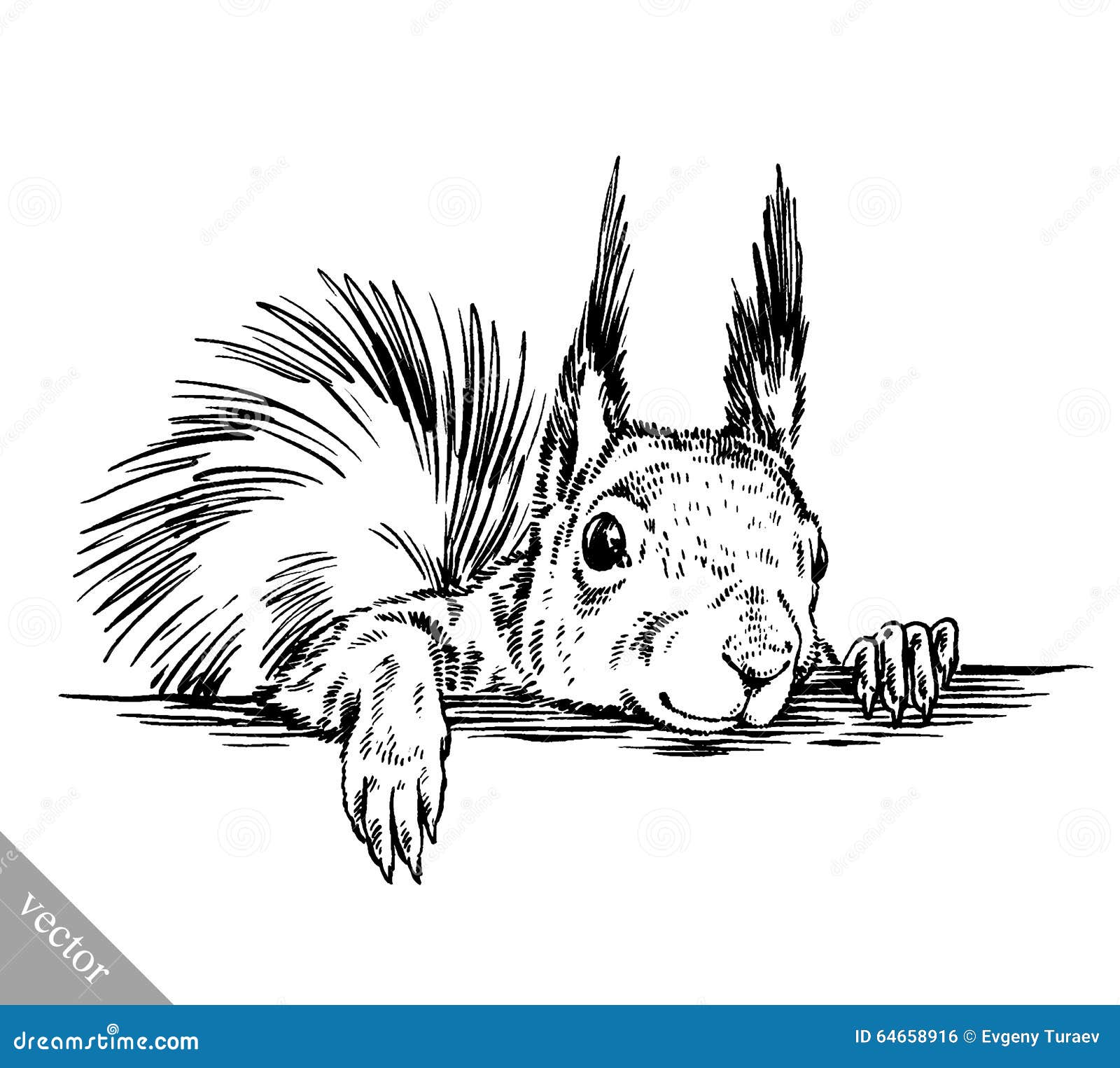 Black and White Engrave Isolated Squirrel Illustration Stock Vector