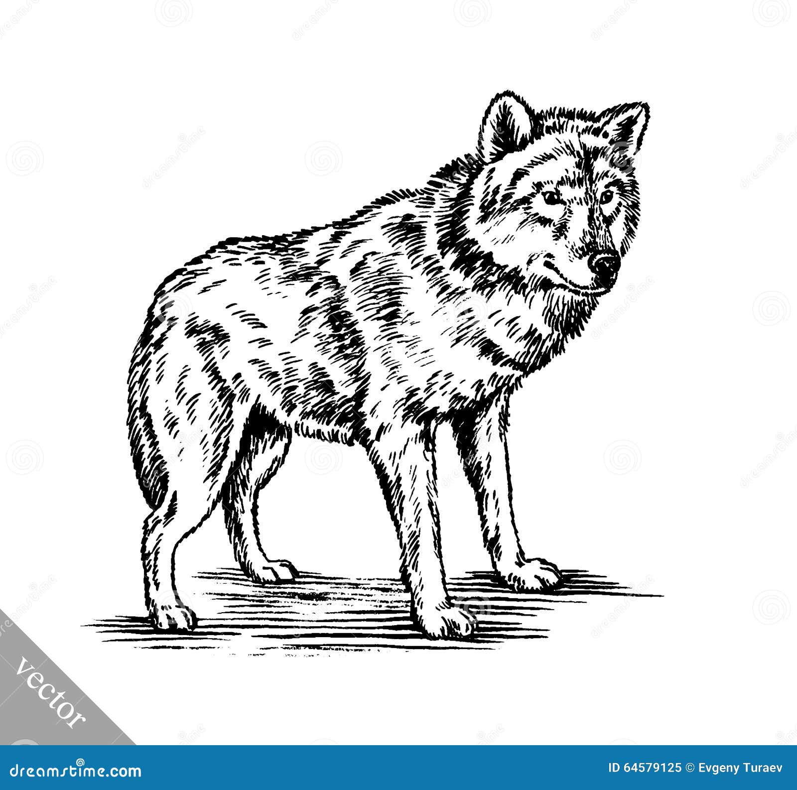 Black And White Engrave Wolf Stock Vector - Image: 64579125