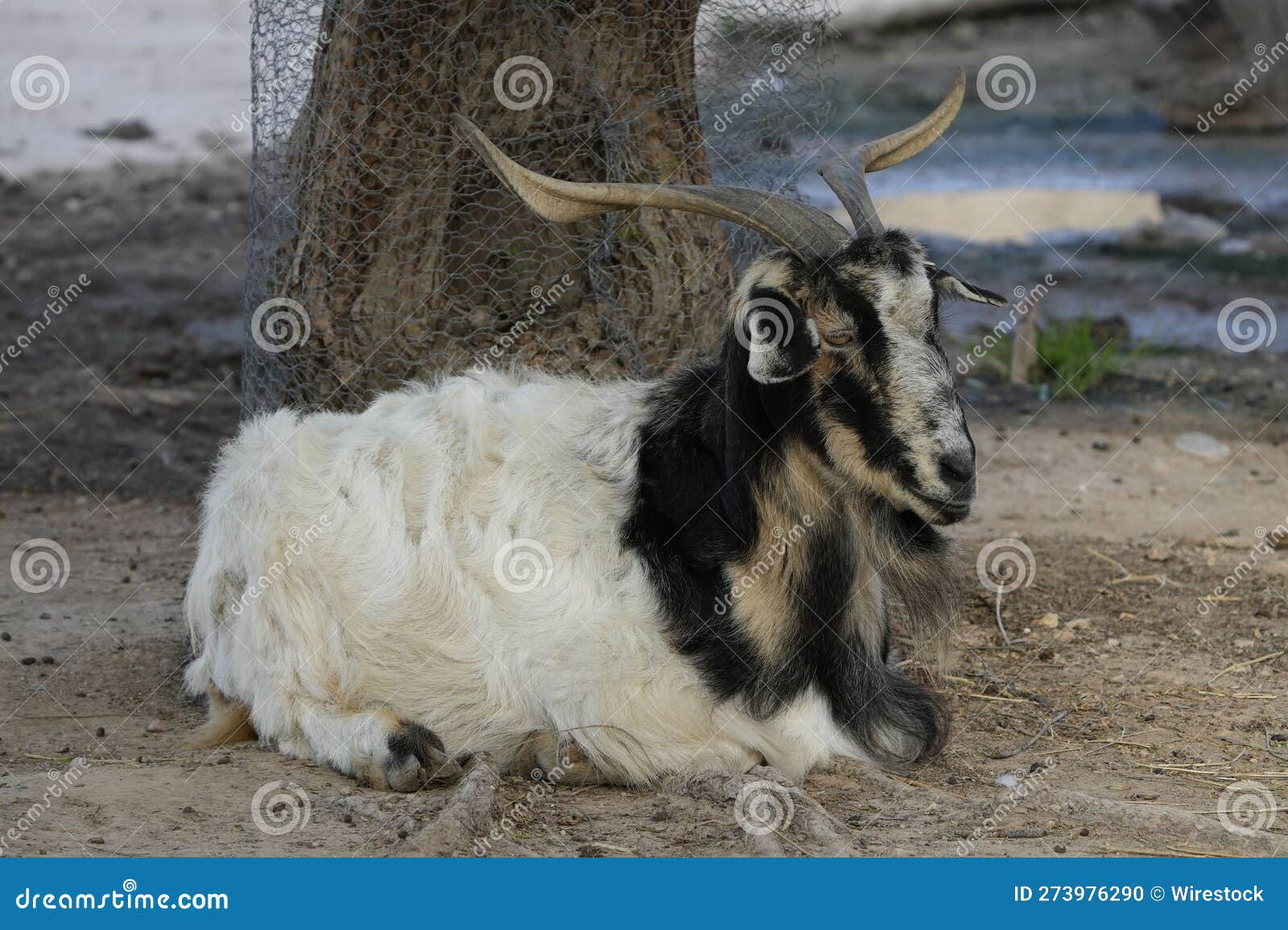 Black and White Fainting Goat Lying on the Ground Next To a Tree Stock