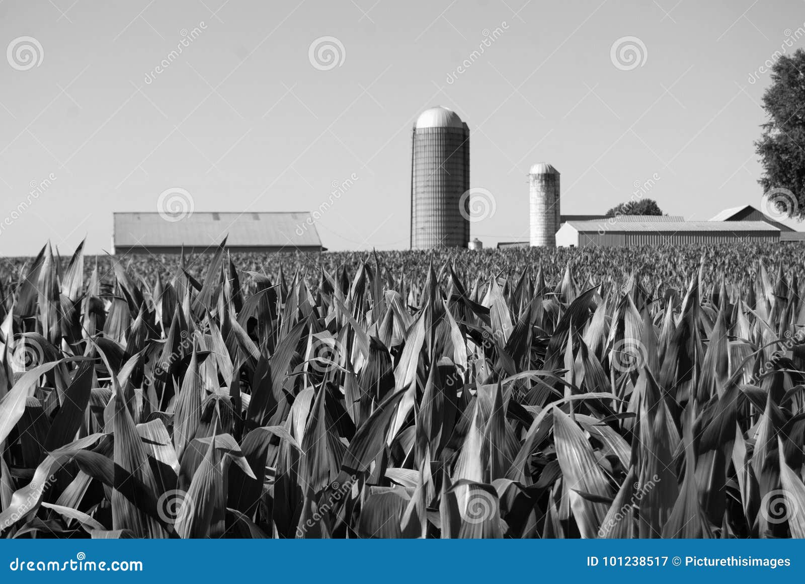 Black and white farm stock image. Image of leaf, rustic 101238517