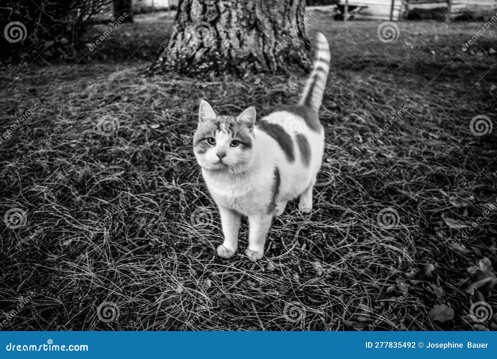 Black and White Farm Cat in the Backyard Stock Photo Image of white